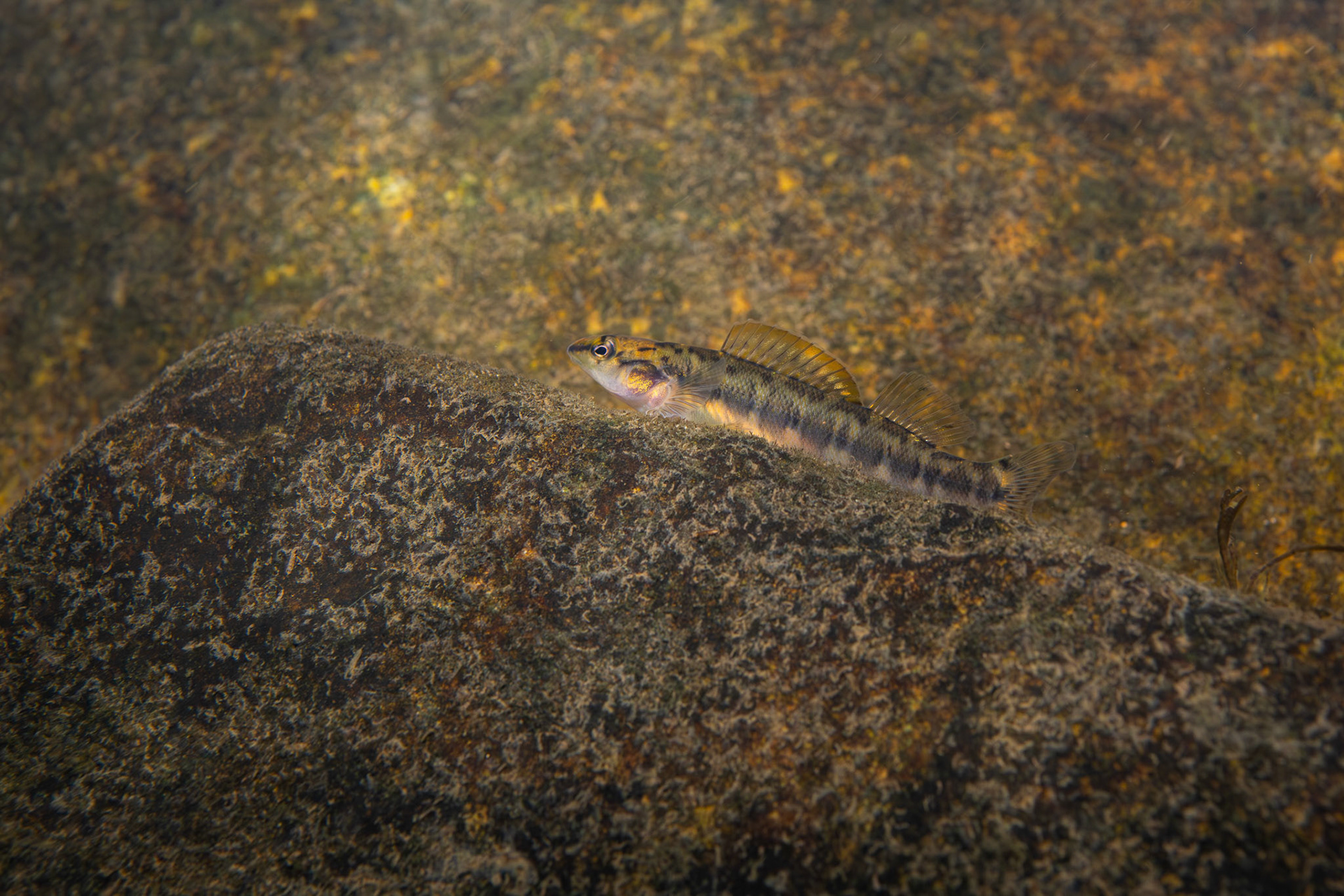 Bronze Darter