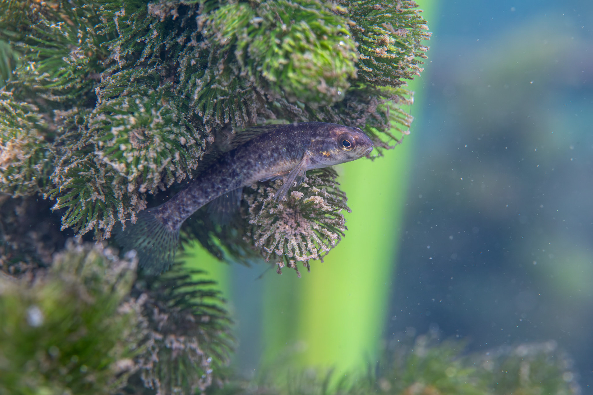 Watercress Darter