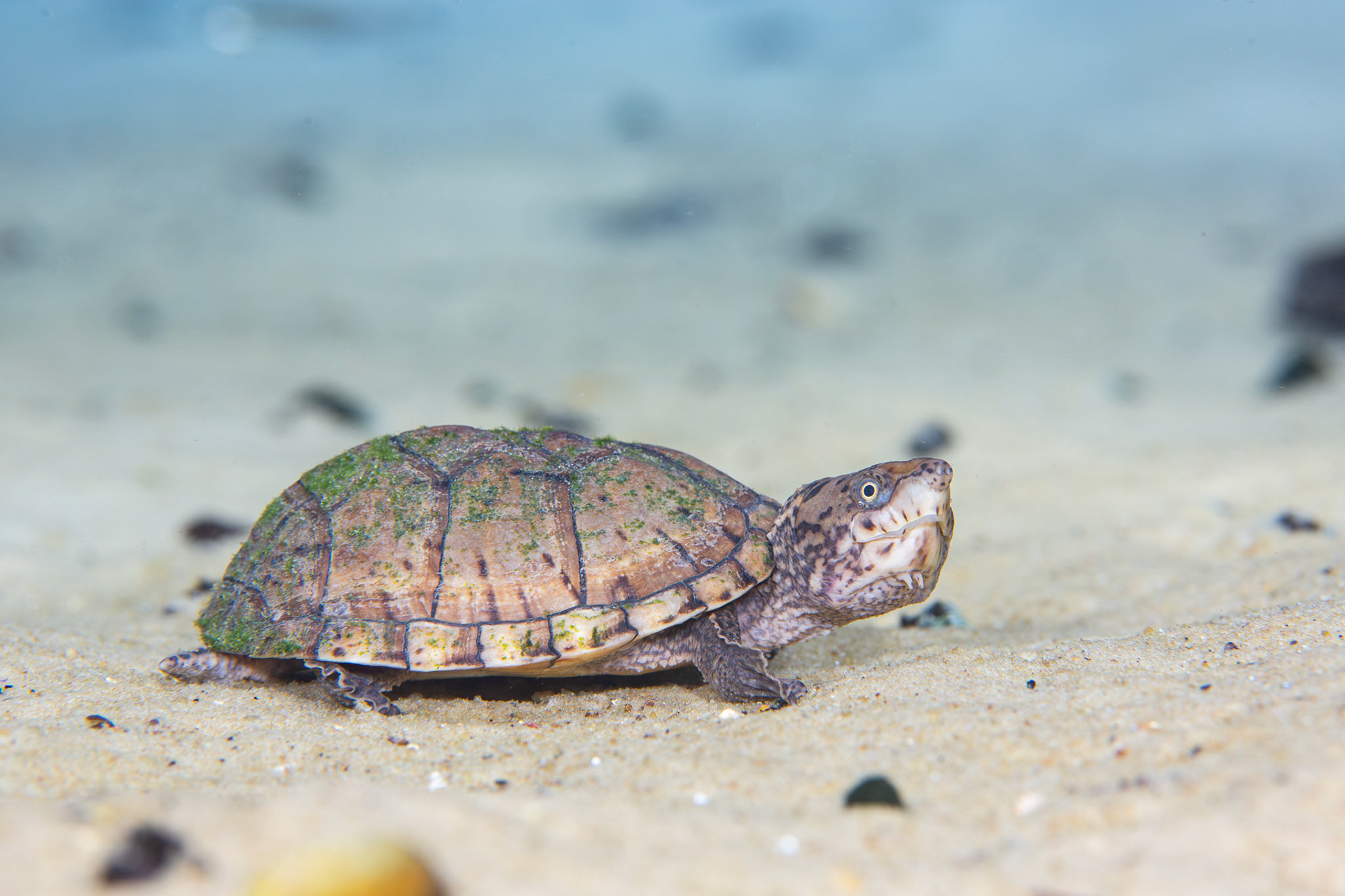 Intermediate Musk Turtle