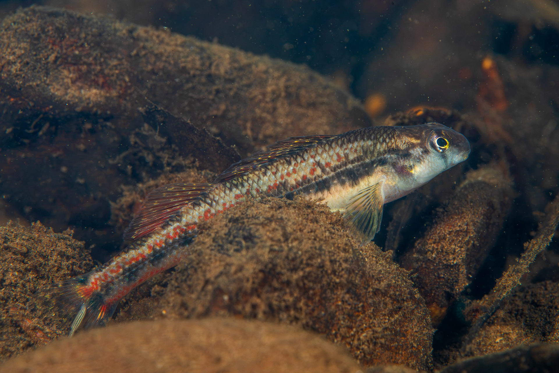Blackstripe Snubnose Darter