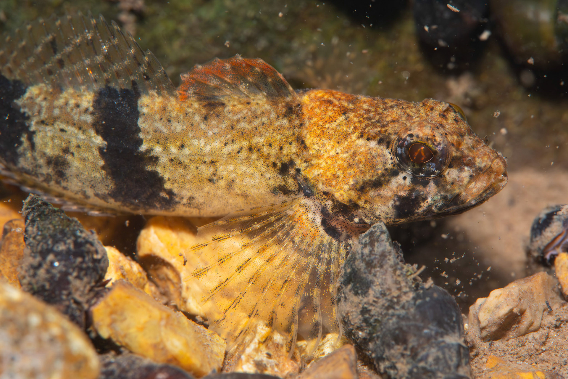 Banded Sculpin