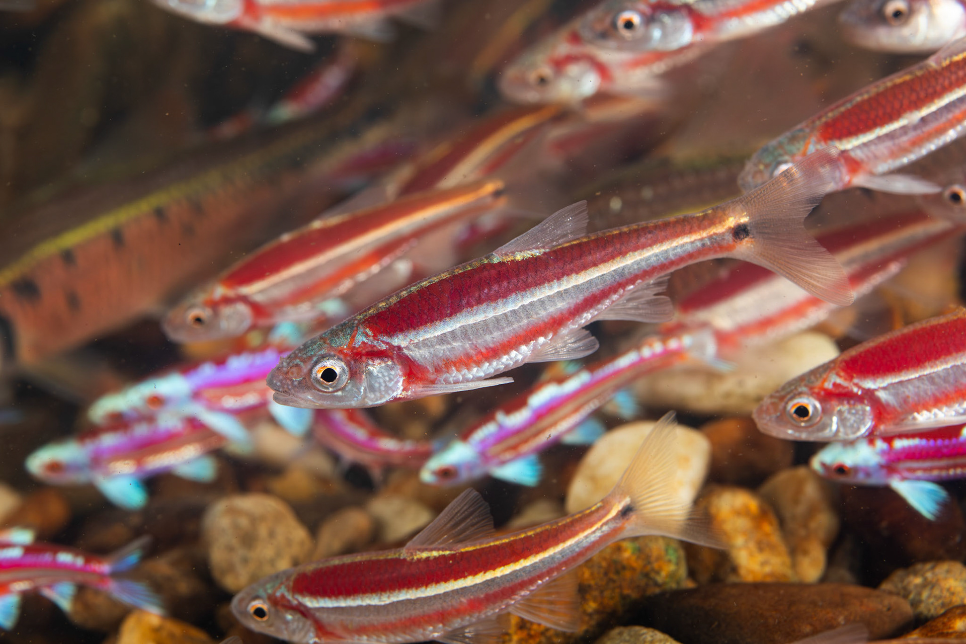 Rainbow and Rough Shiners on Bluehead Chub Mound