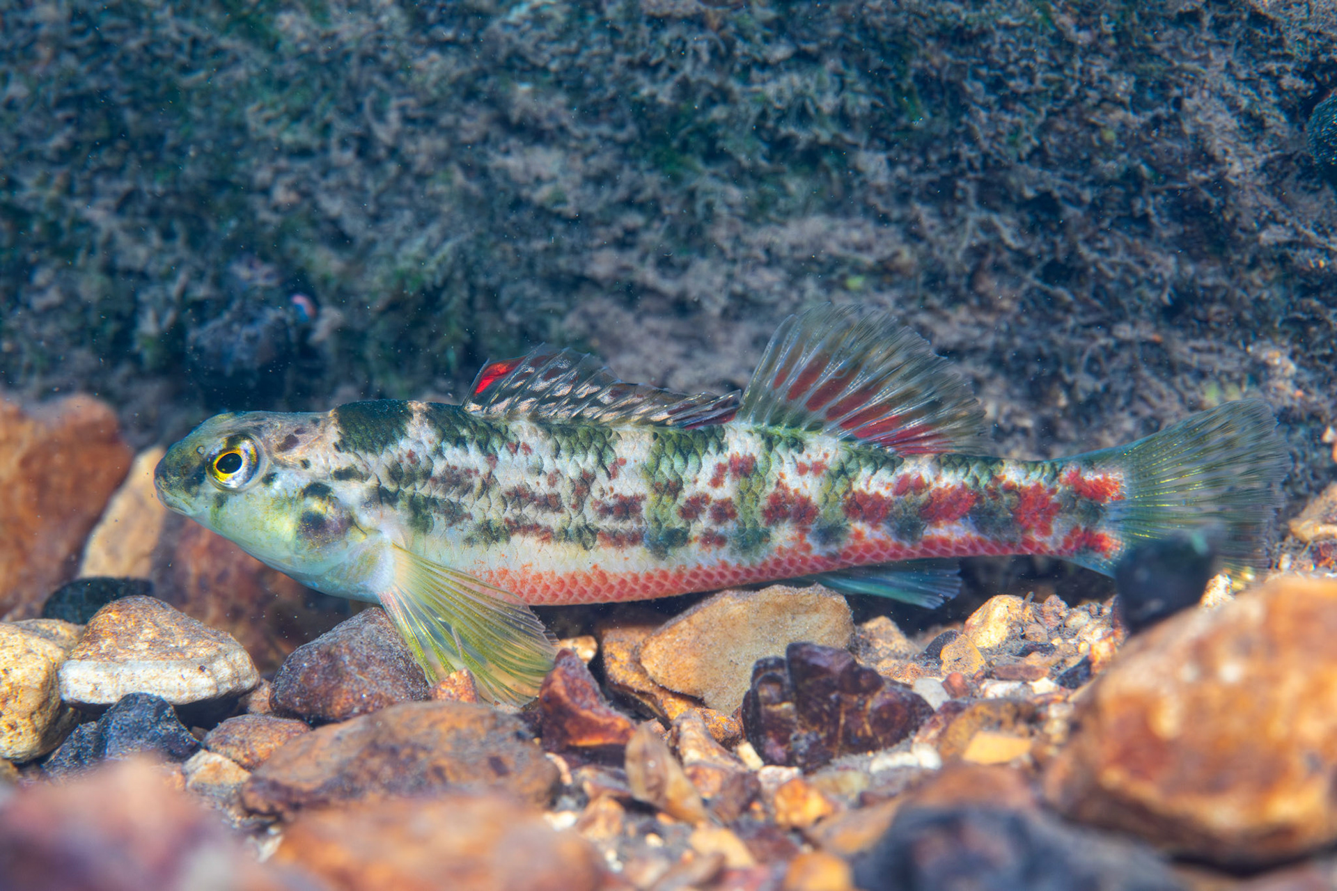 Vermilion Darter