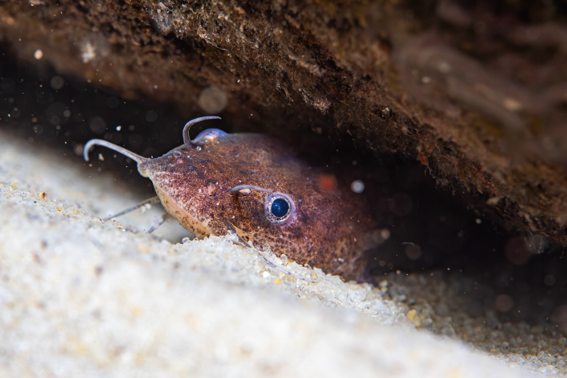 Speckled Madtom (Noturus leptacanthus)