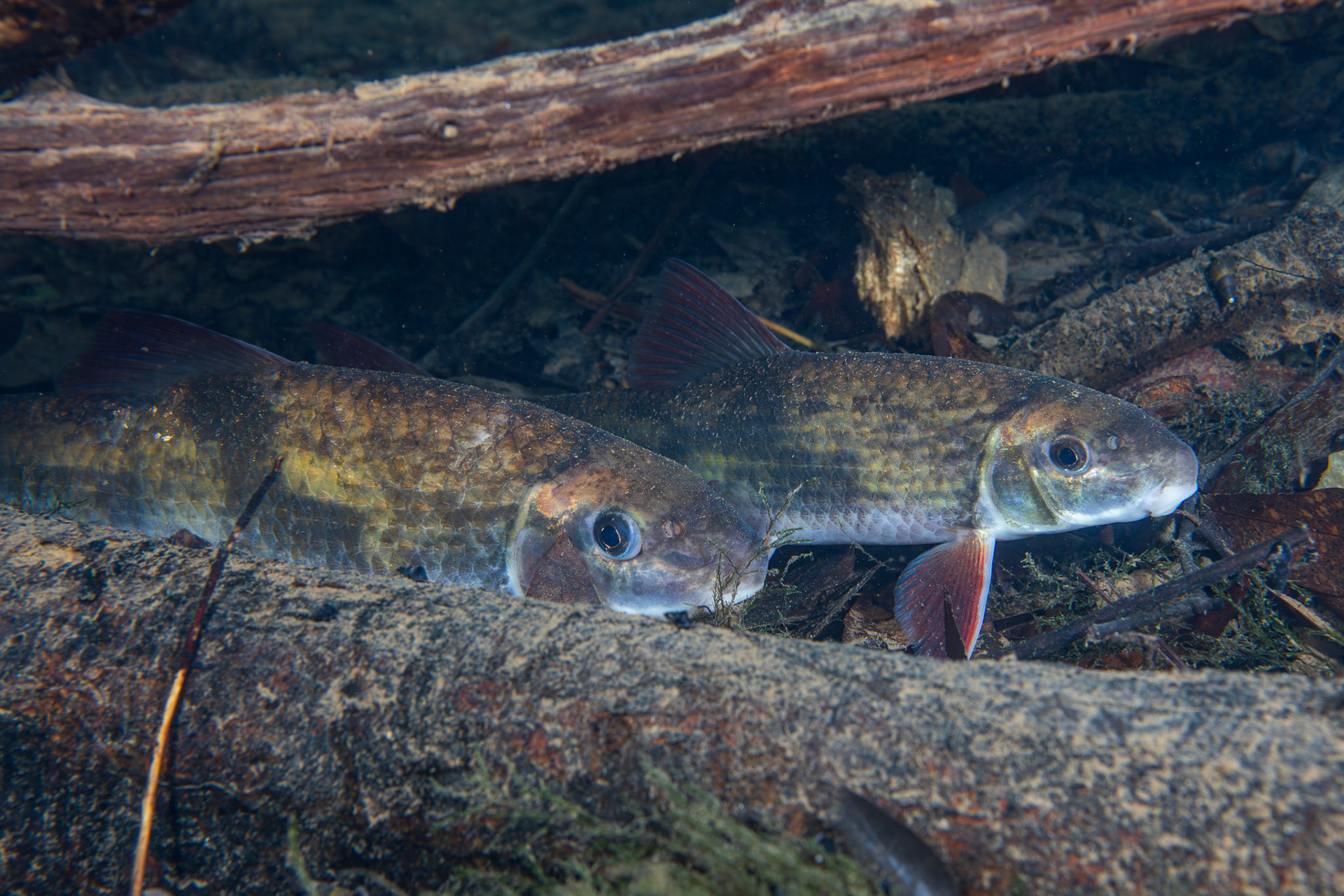 Blacktail Redhorse