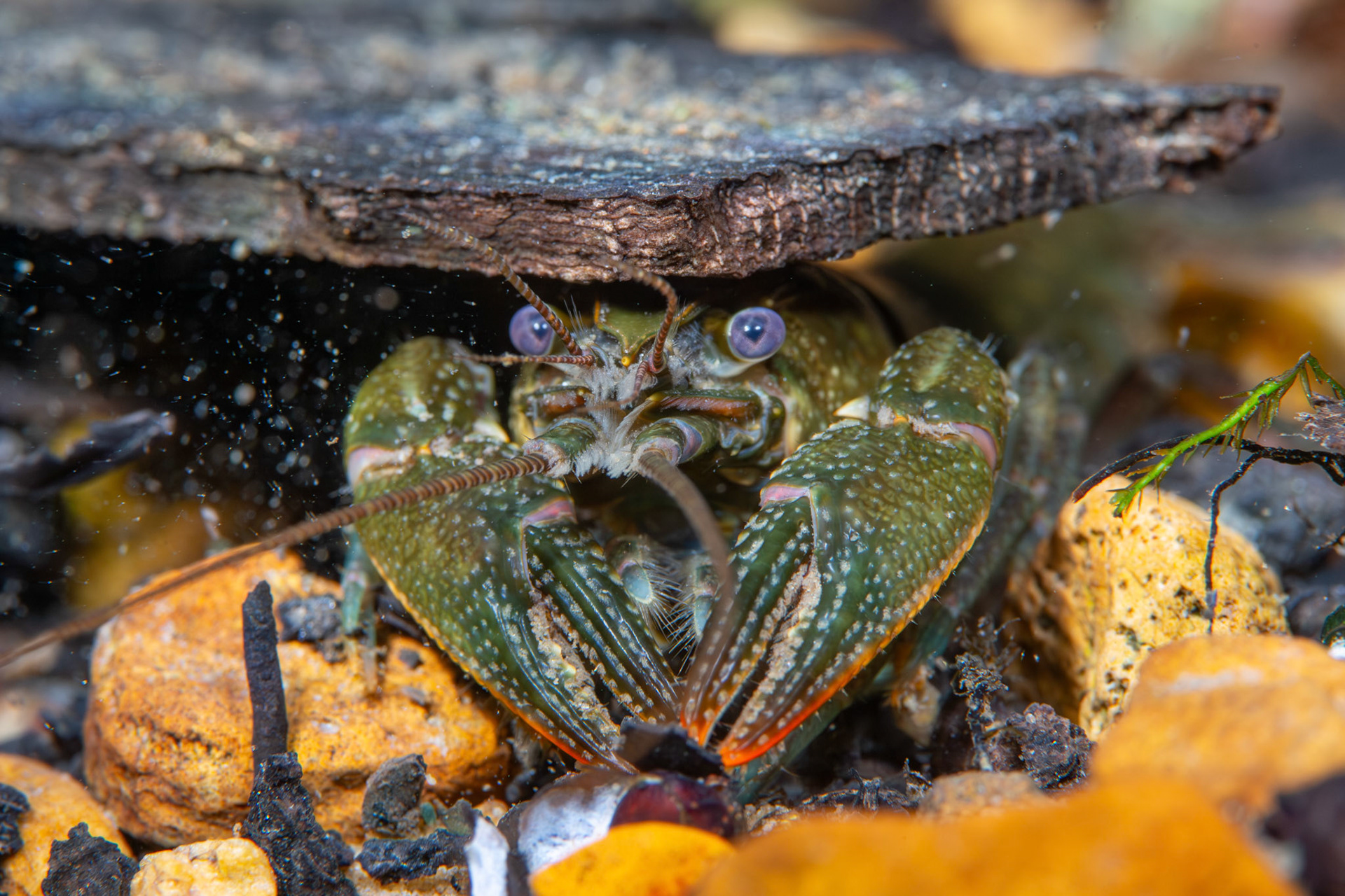 Variable Crayfish