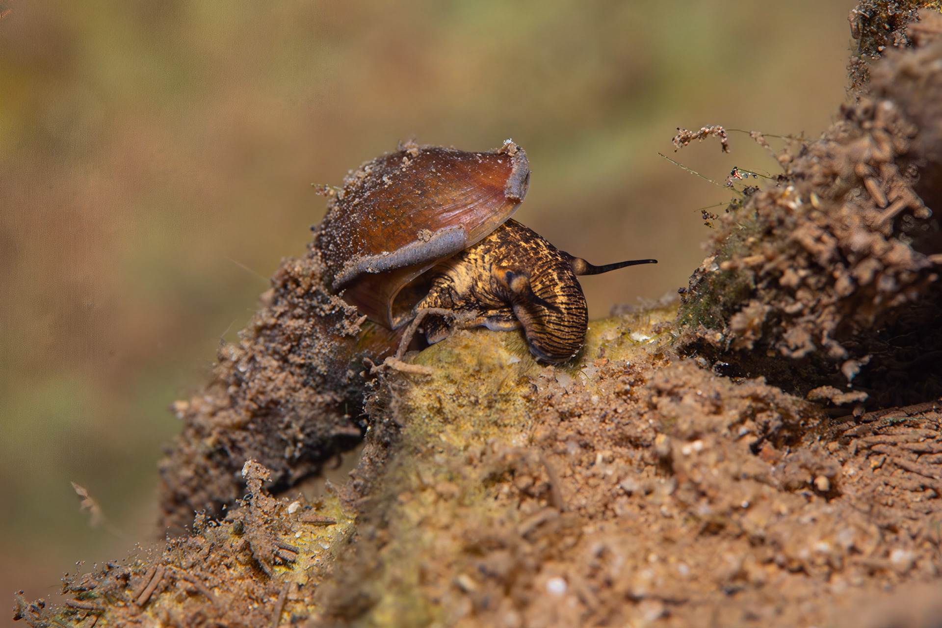 Elimia sp.