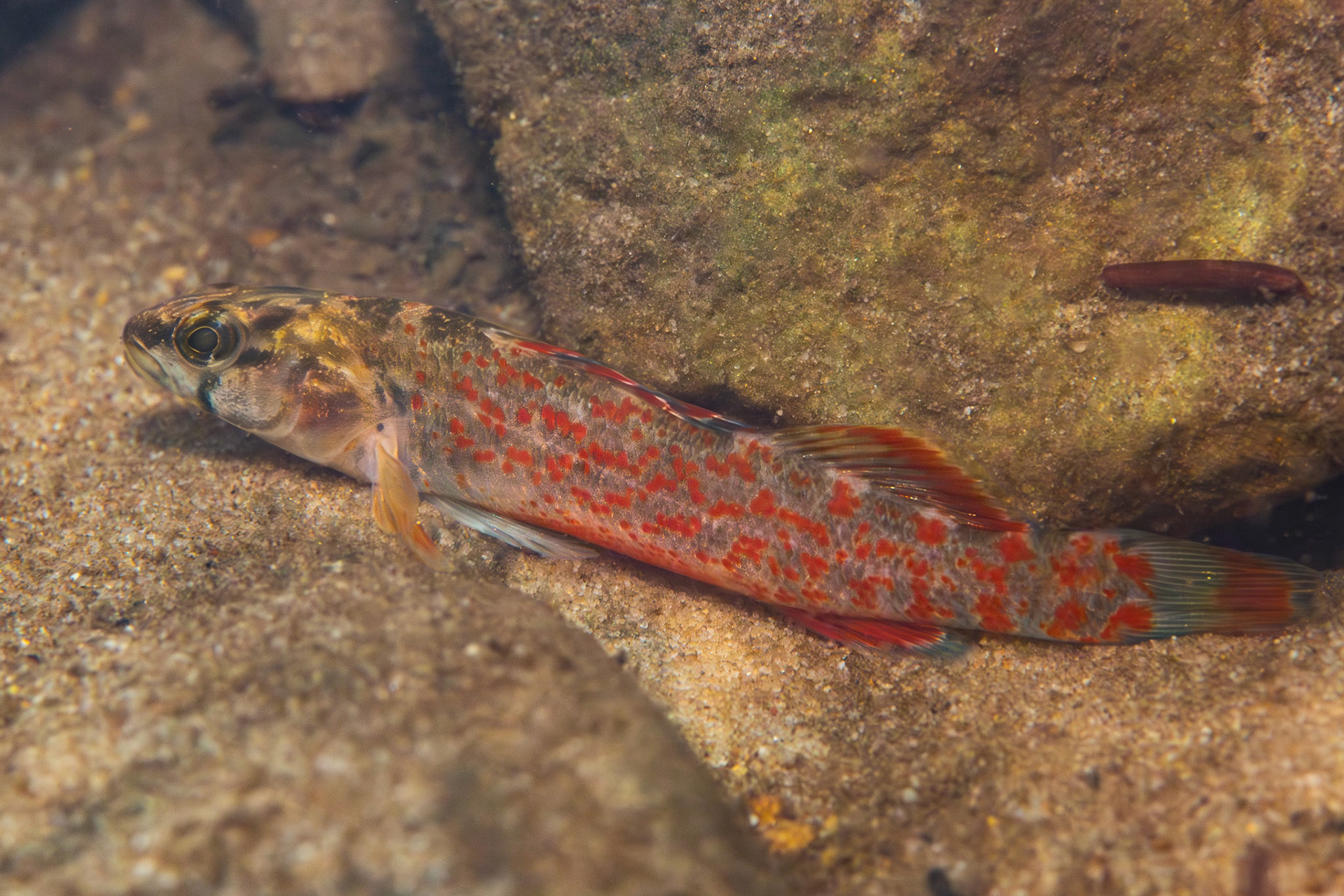 Redspot Darter