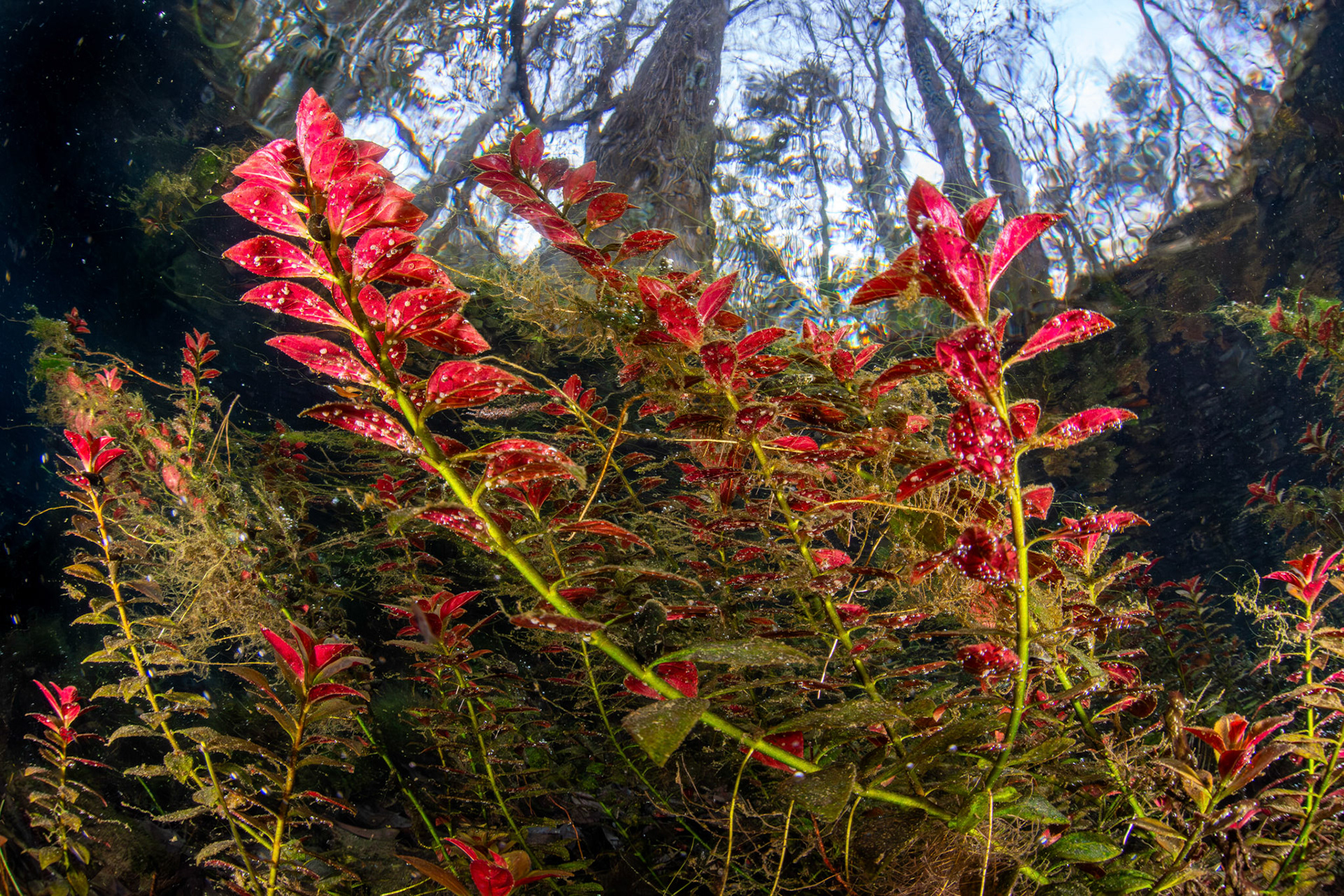 Creeping Primrose-Willow (Ludwigia repens)