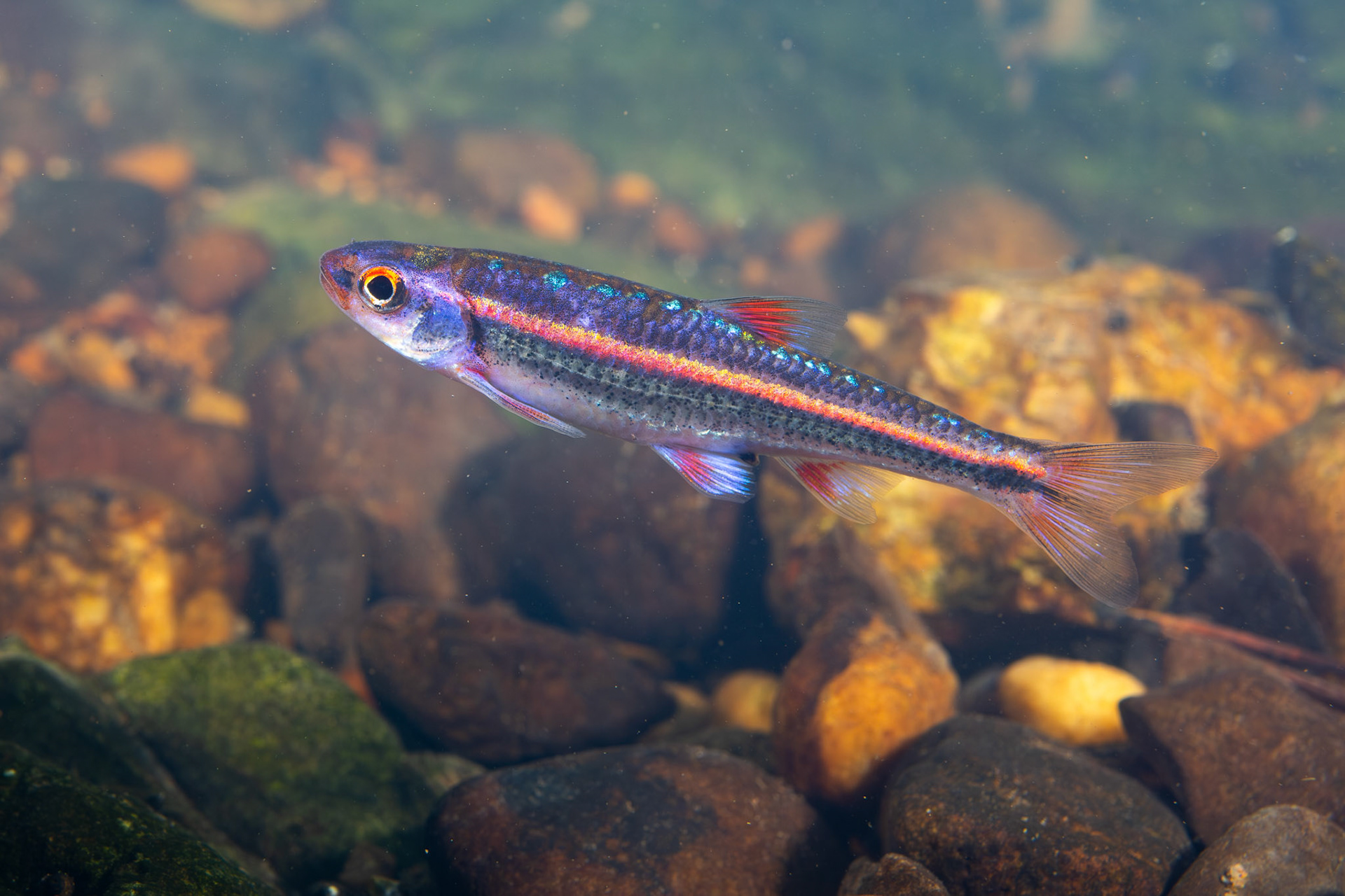 Rainbow Shiner (Hydrophlox chrosomus)