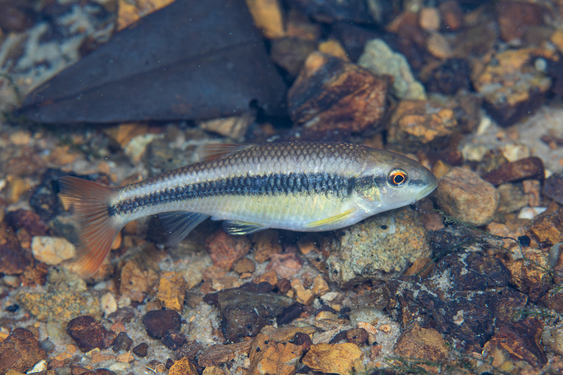 Bluehead Chub