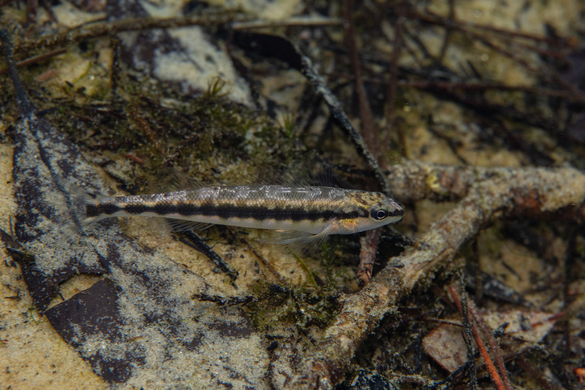 Blackbanded Darter
