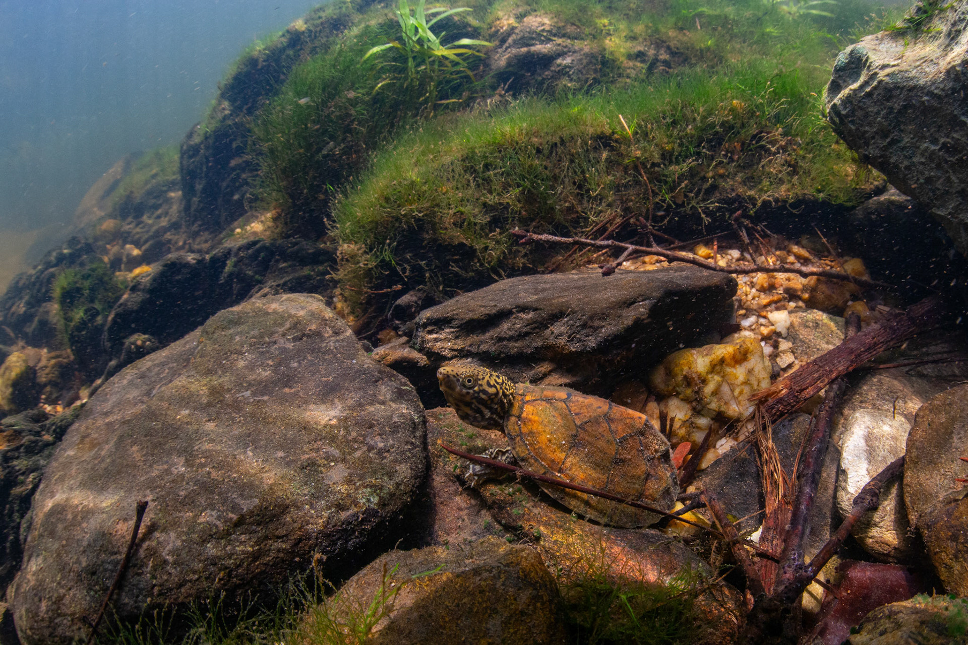 Stripeneck Musk Turtle