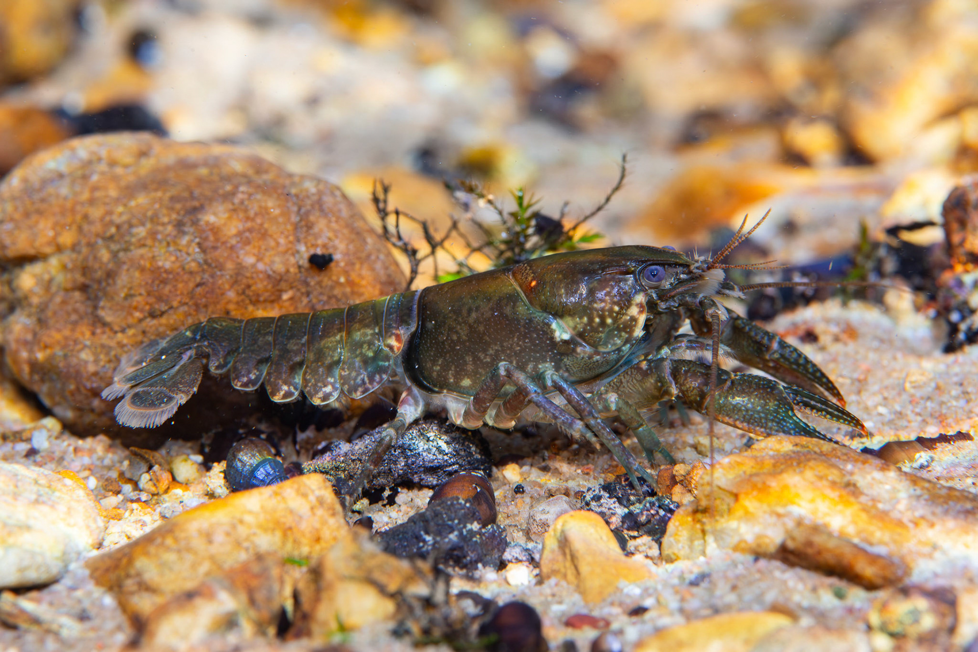 Variable Crayfish