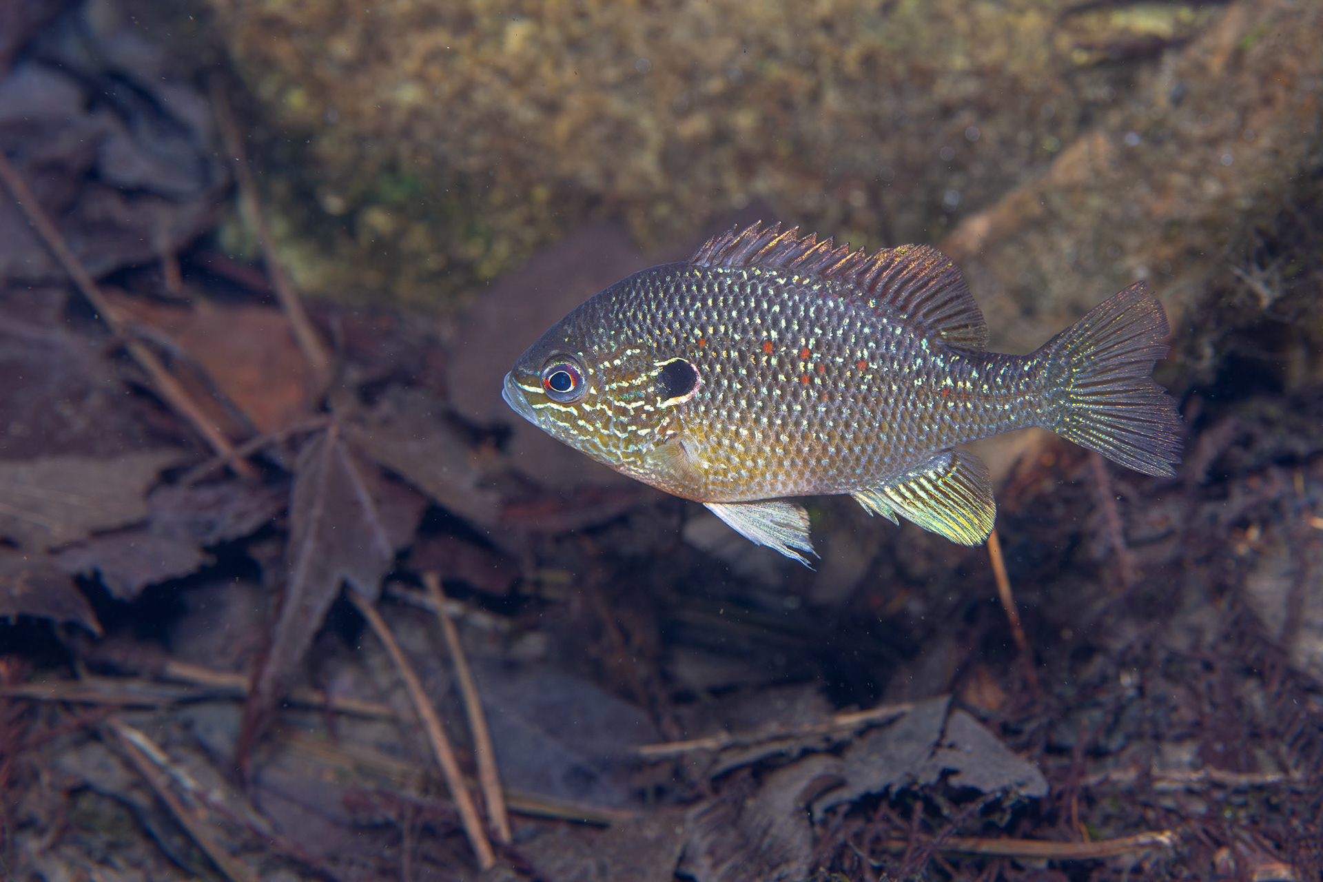 Dollar Sunfish