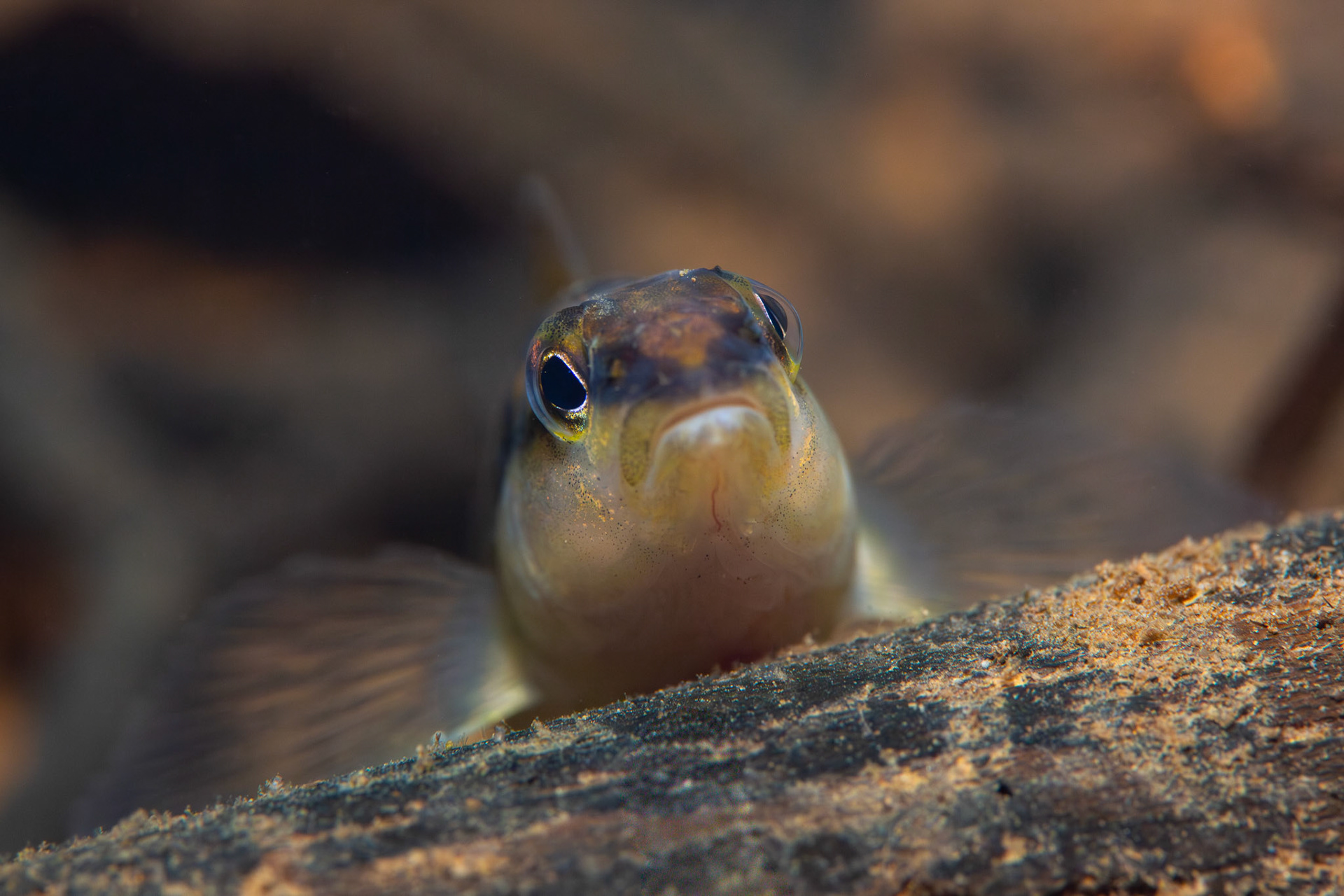 Blackbanded Darter