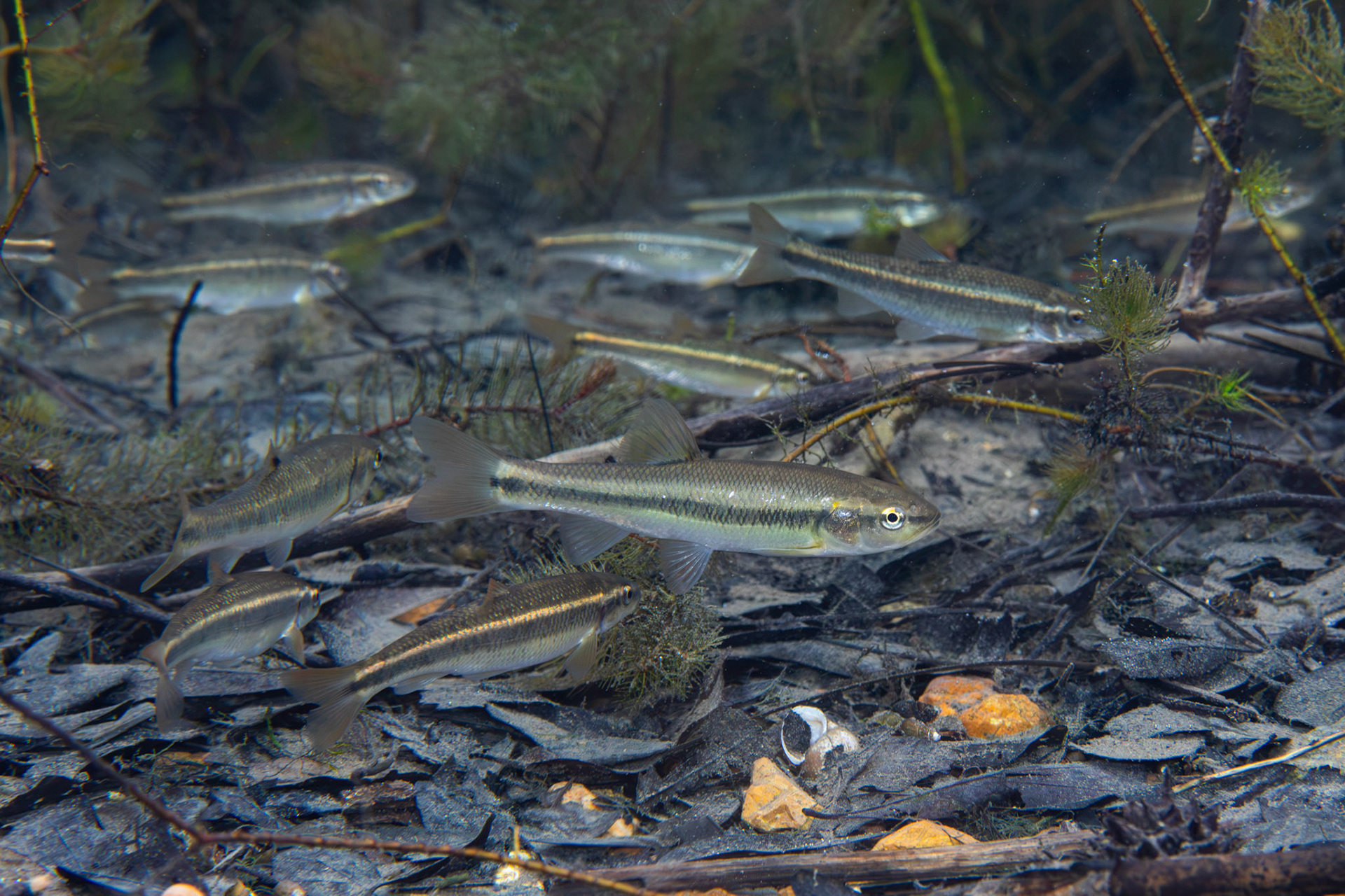 Creek Chubs and Largescale Stonerollers