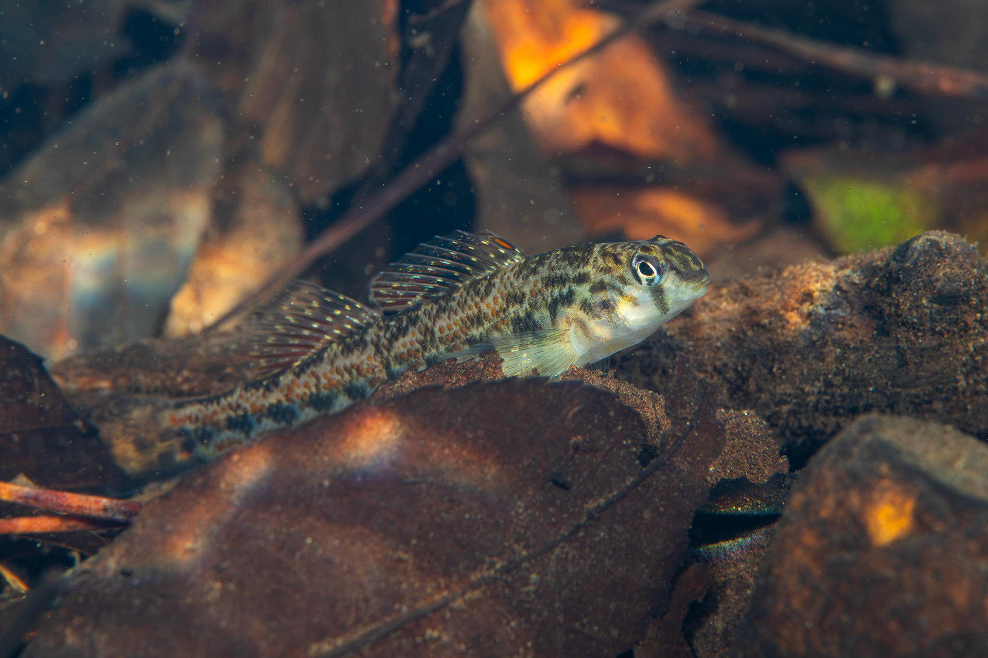 Tennessee Snubnose Darter