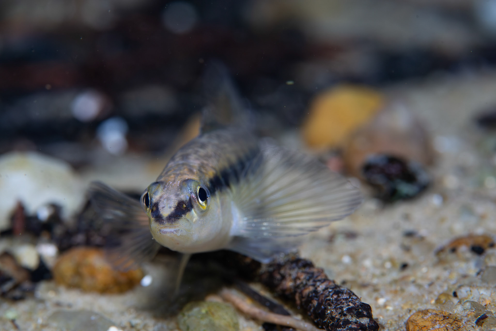 Blackbanded Darter
