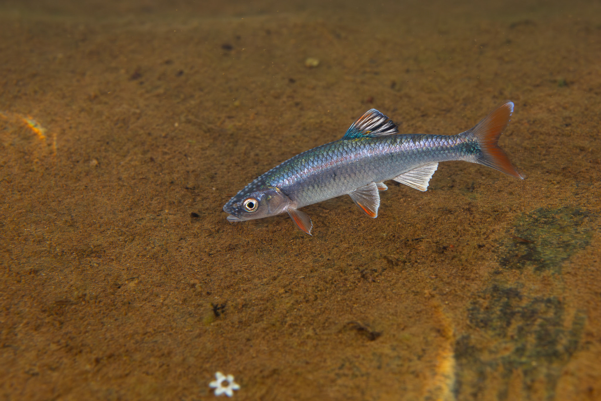 Tricolor Shiner