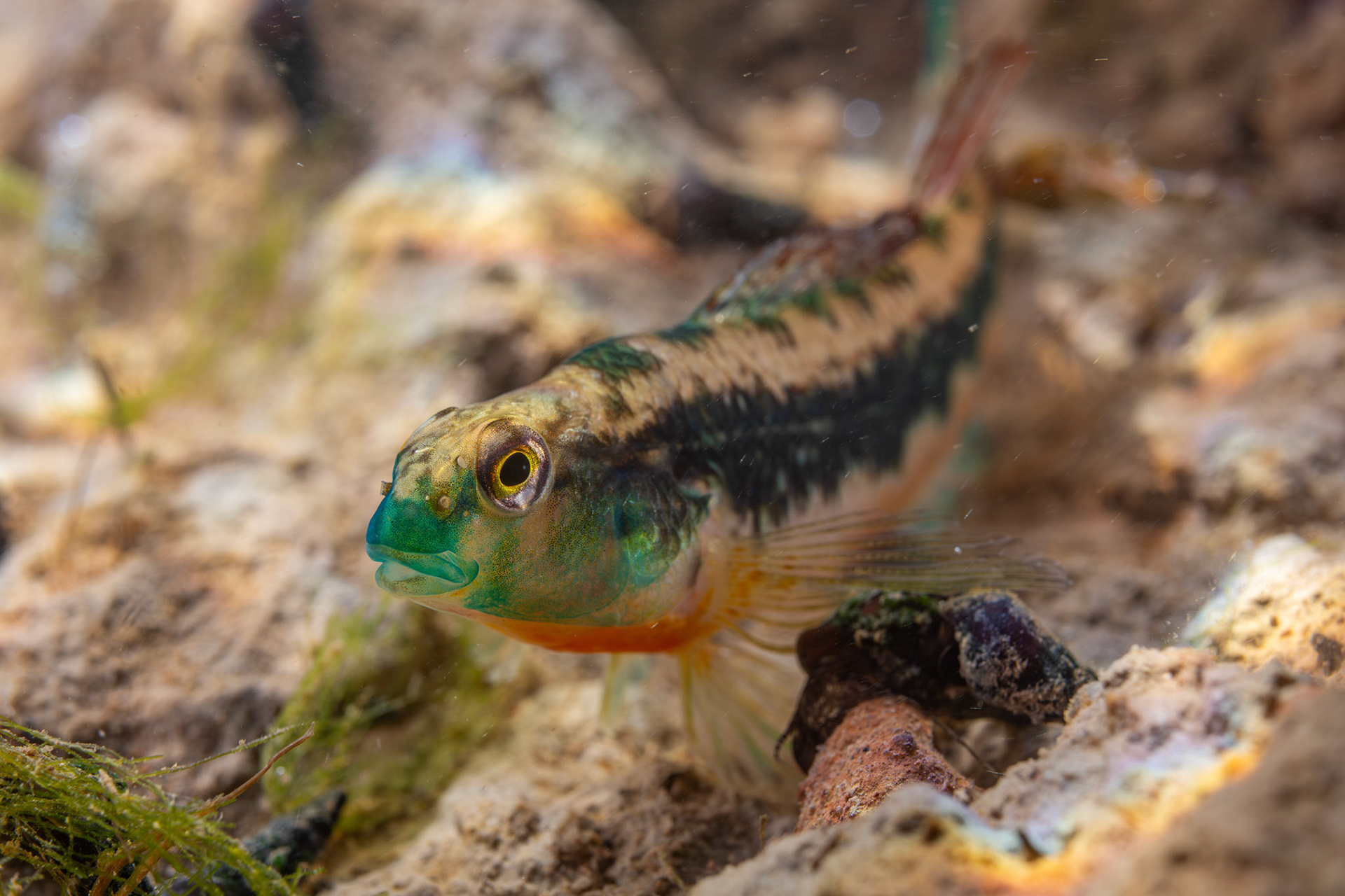 Blacksided Snubnose Darter