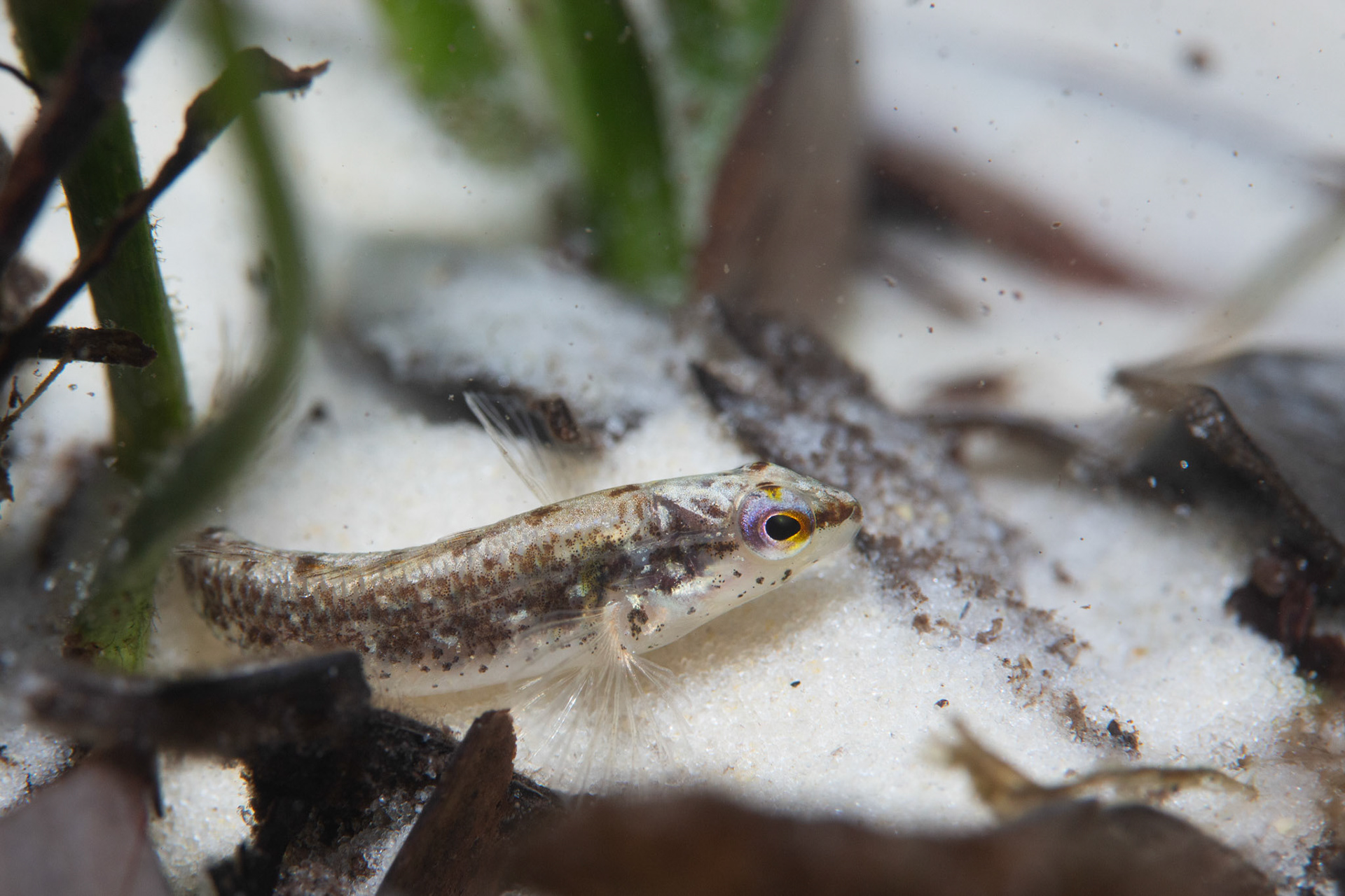 Okaloosa darter (Etheostoma okaloosae)