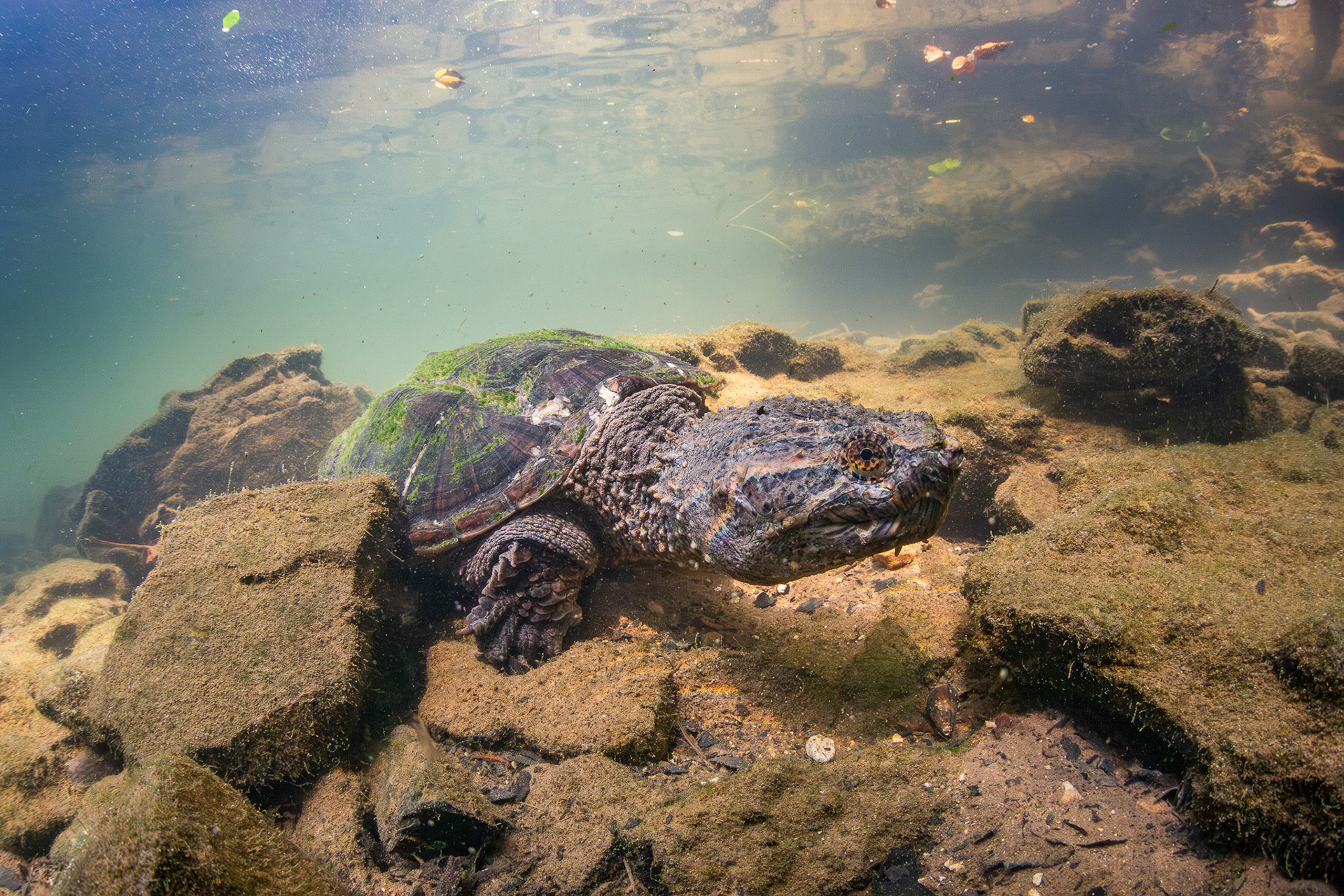 Common Snapping Turtle