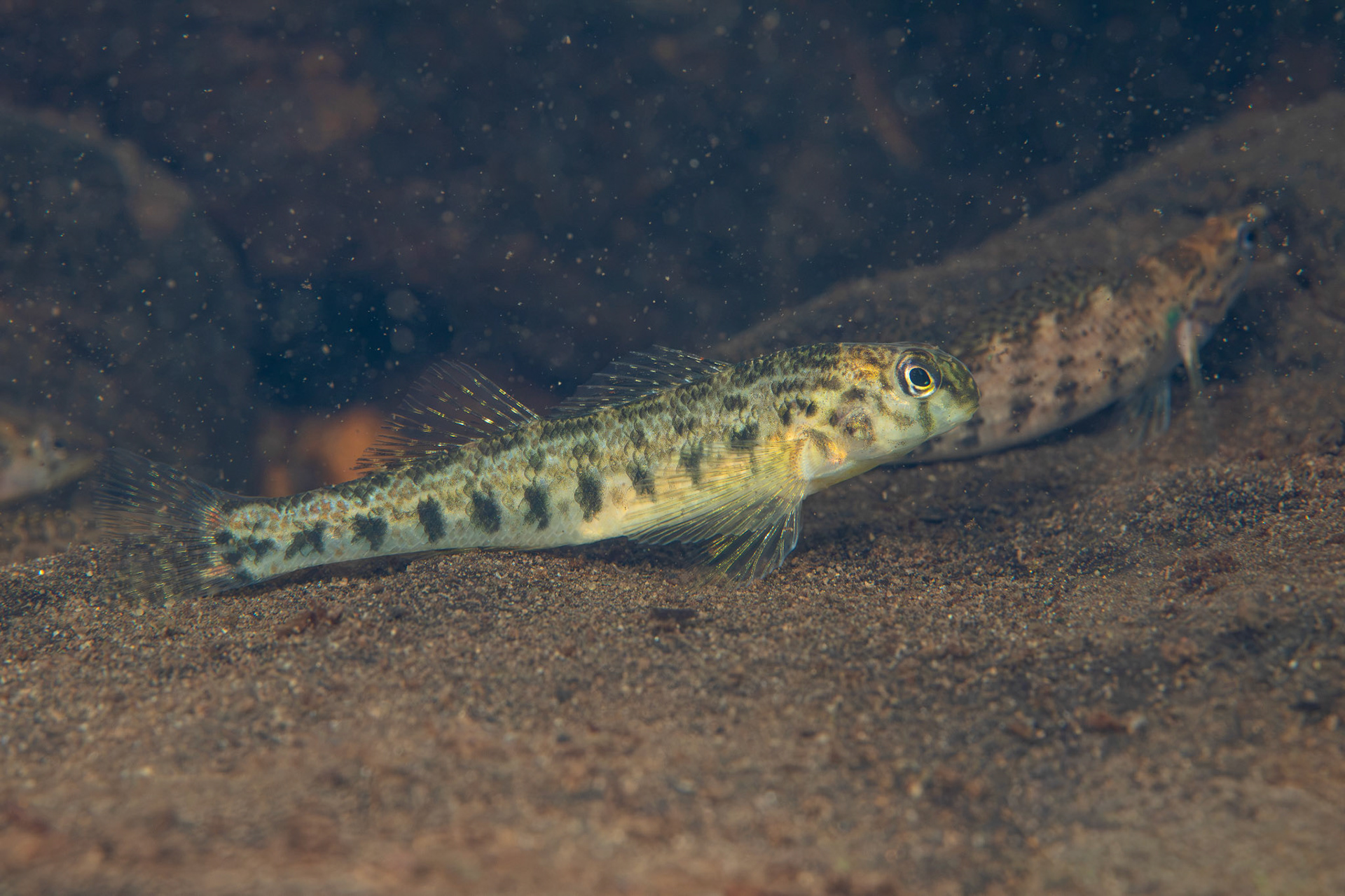 Tennessee Snubnose Darter