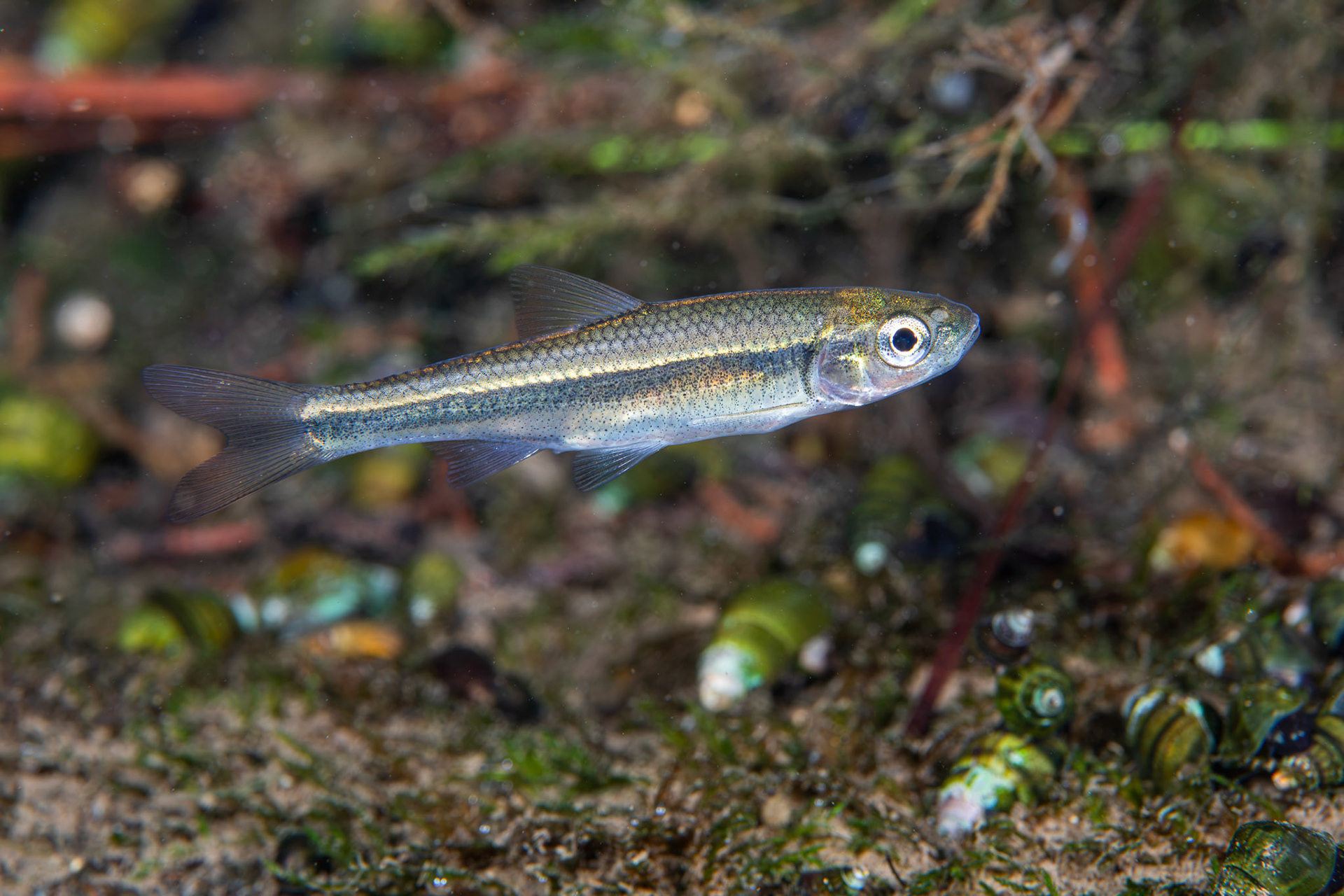 Striped Shiner