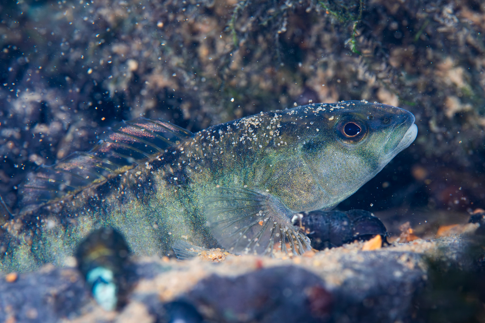 Blackbanded Darter