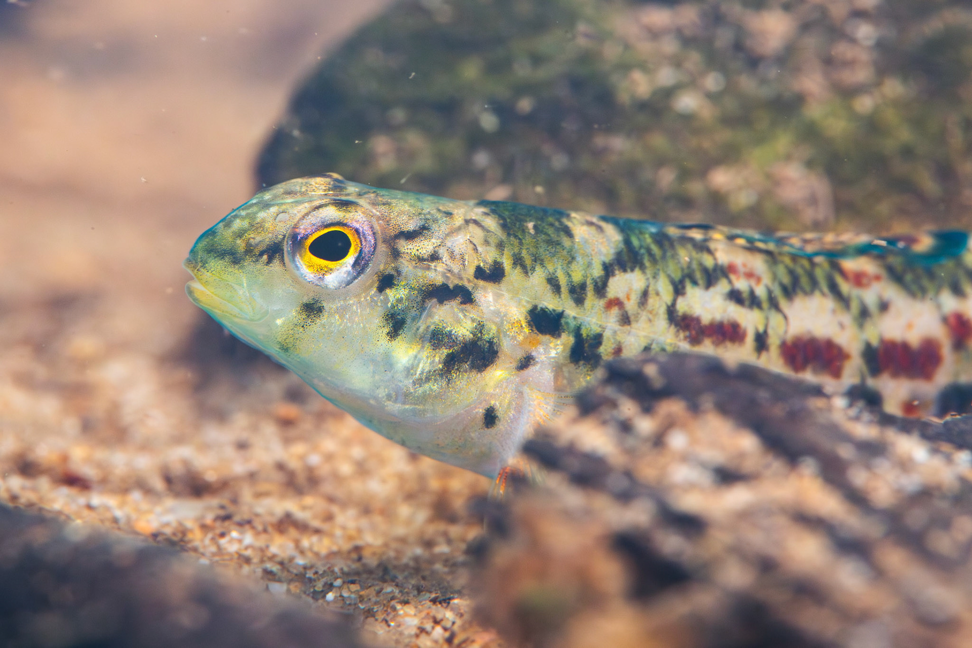 Alabama Darter (Etheostoma ramseyi)