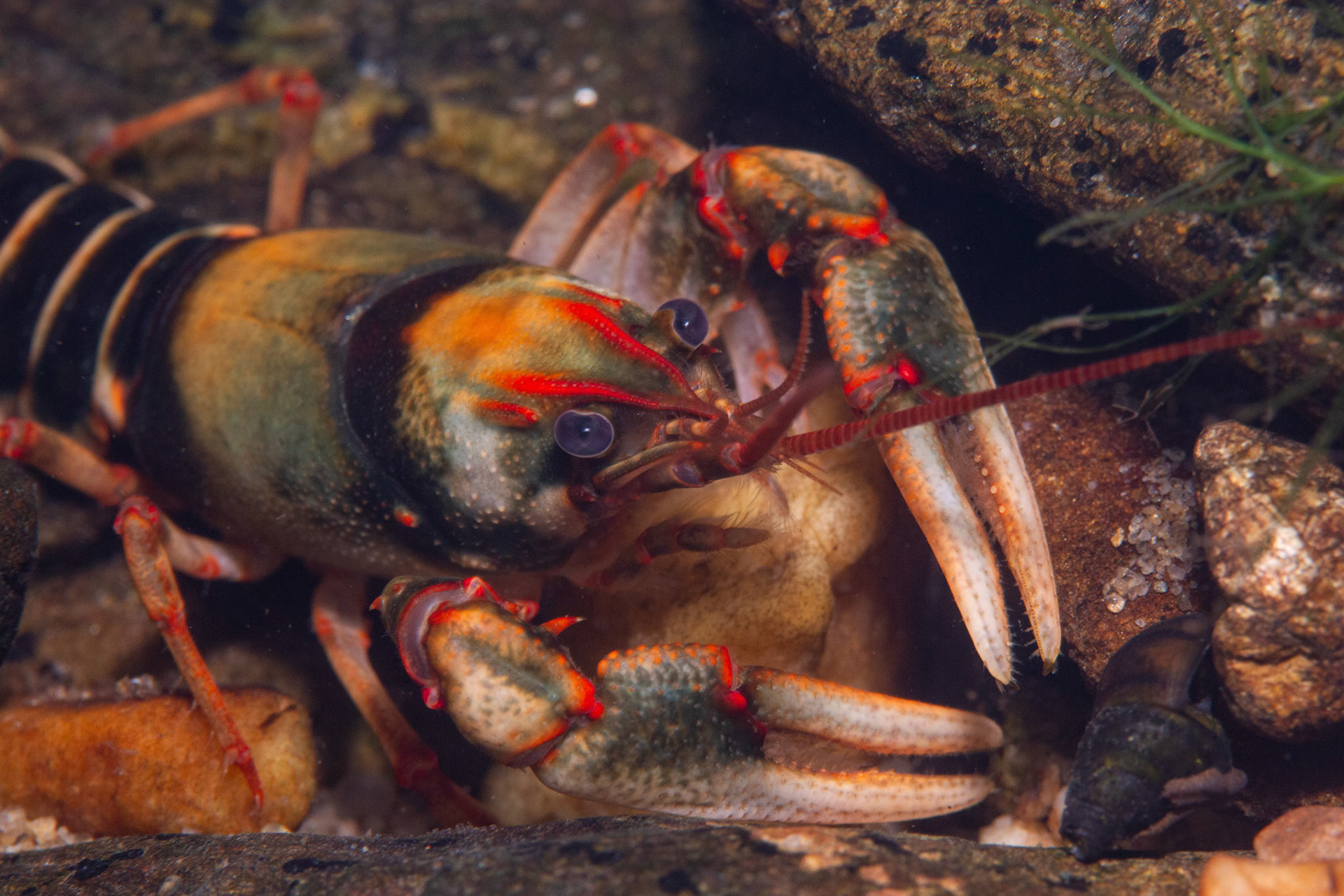 Chattooga River Crayfish