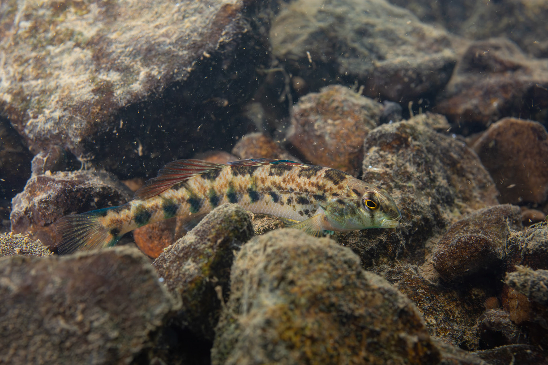 Coosa Darter
