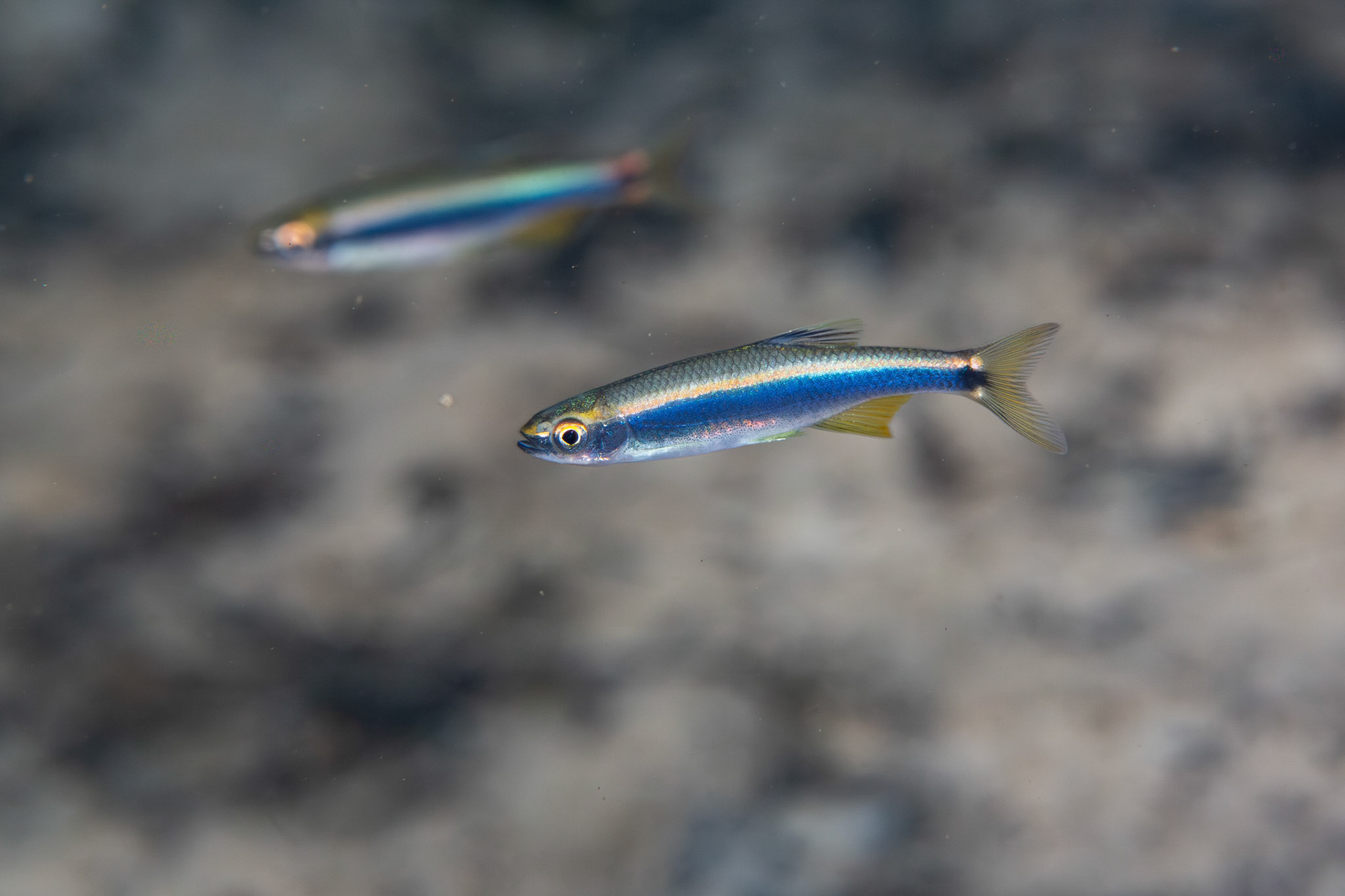 Sailfin Shiner