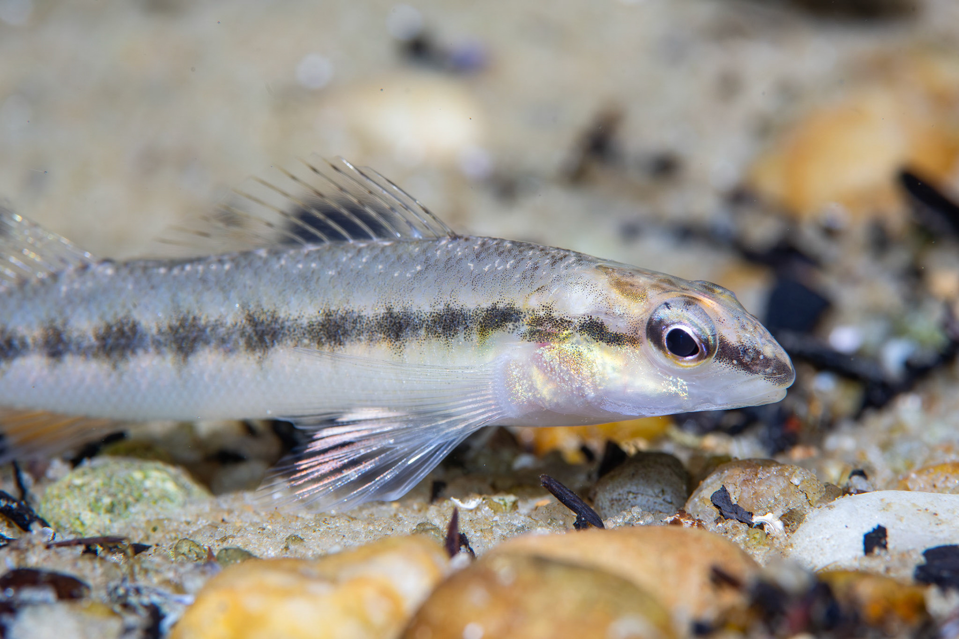 Blackbanded Darter