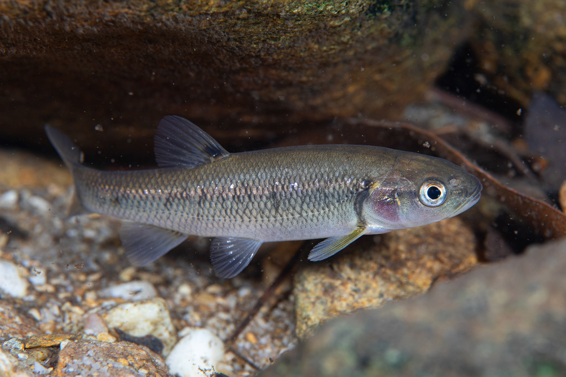 Creek Chub