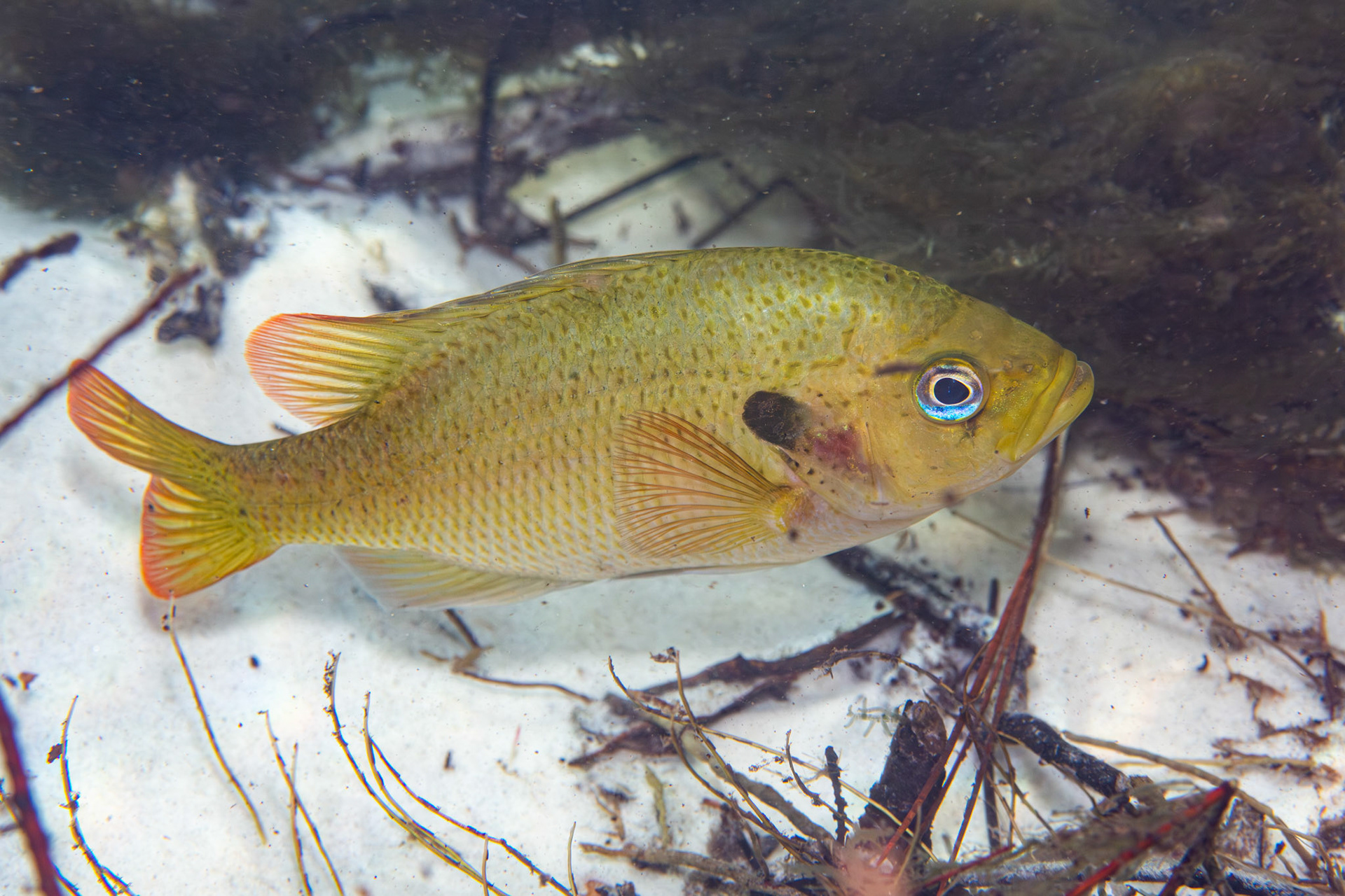Spotted Sunfish (Lepomis punctatus)