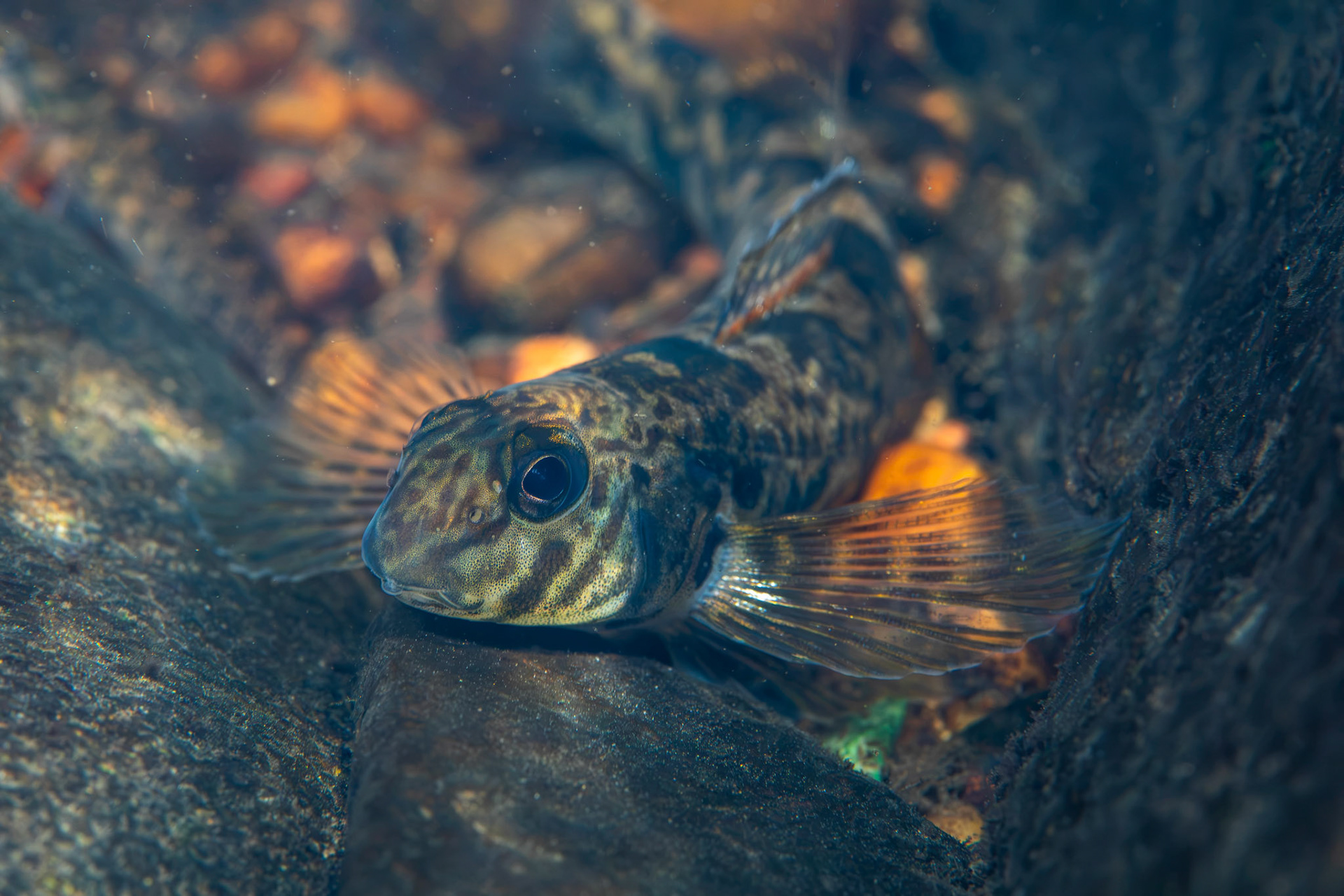 Greenside Darter