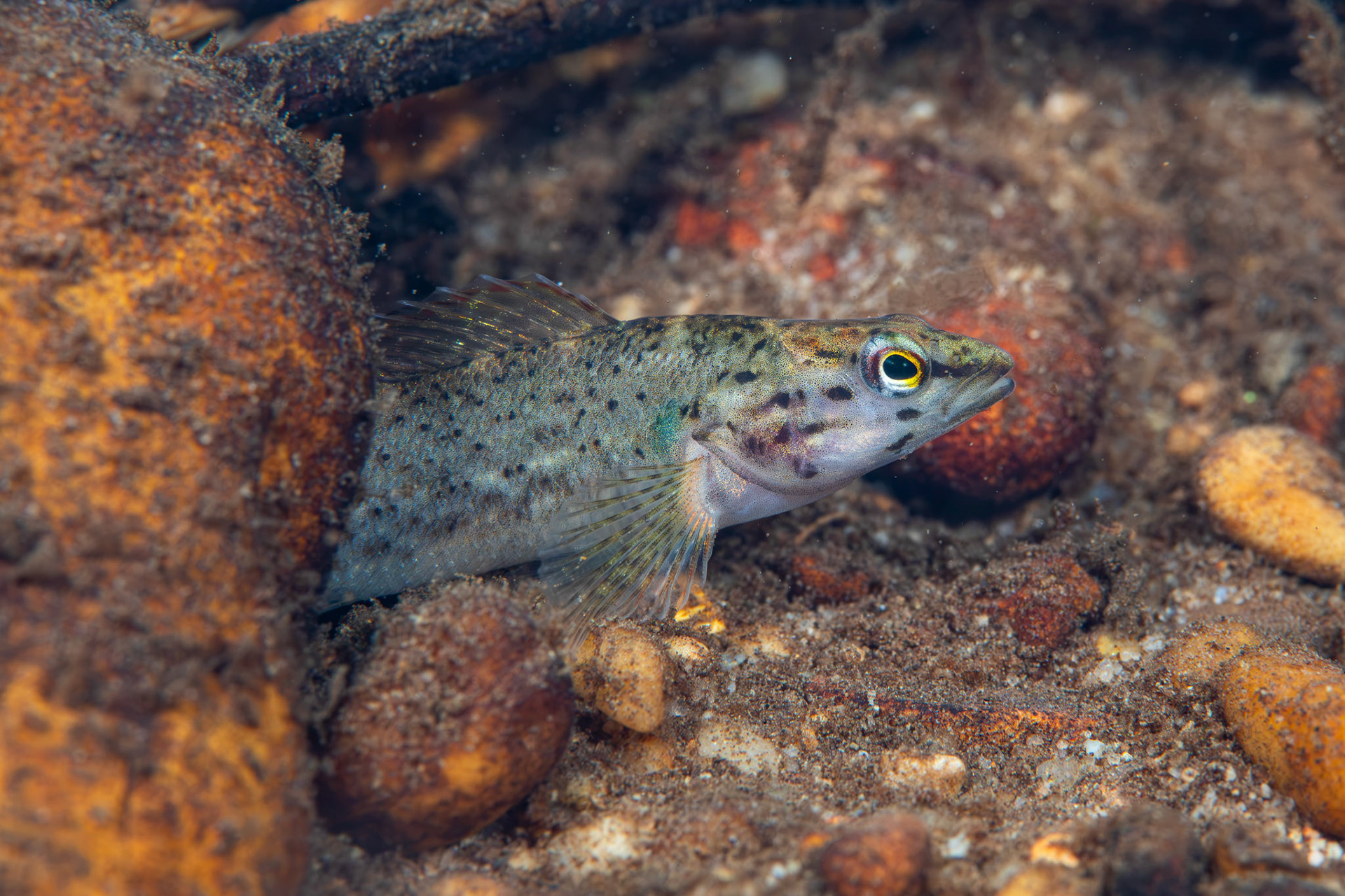 Redline Darter