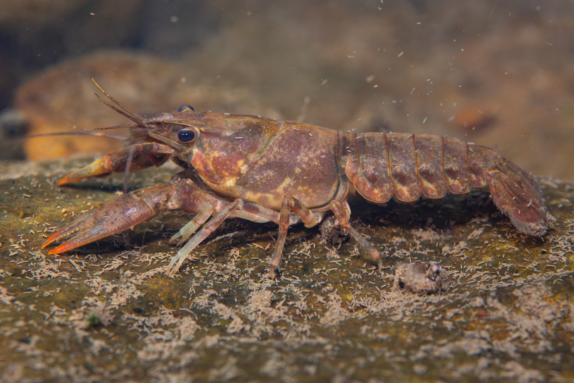 Powerful Crayfish
