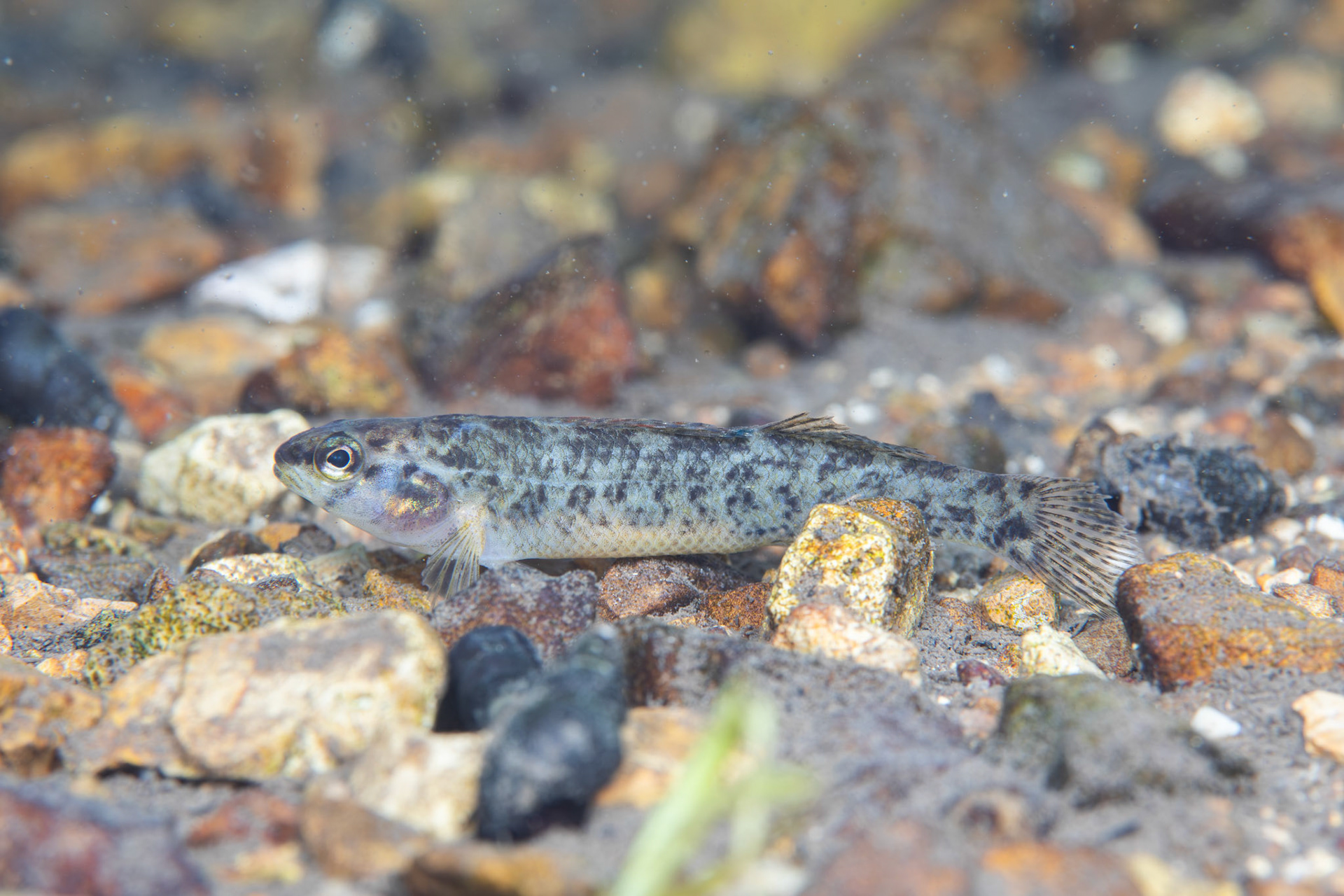 Watercress Darter (Etheostoma nuchale)