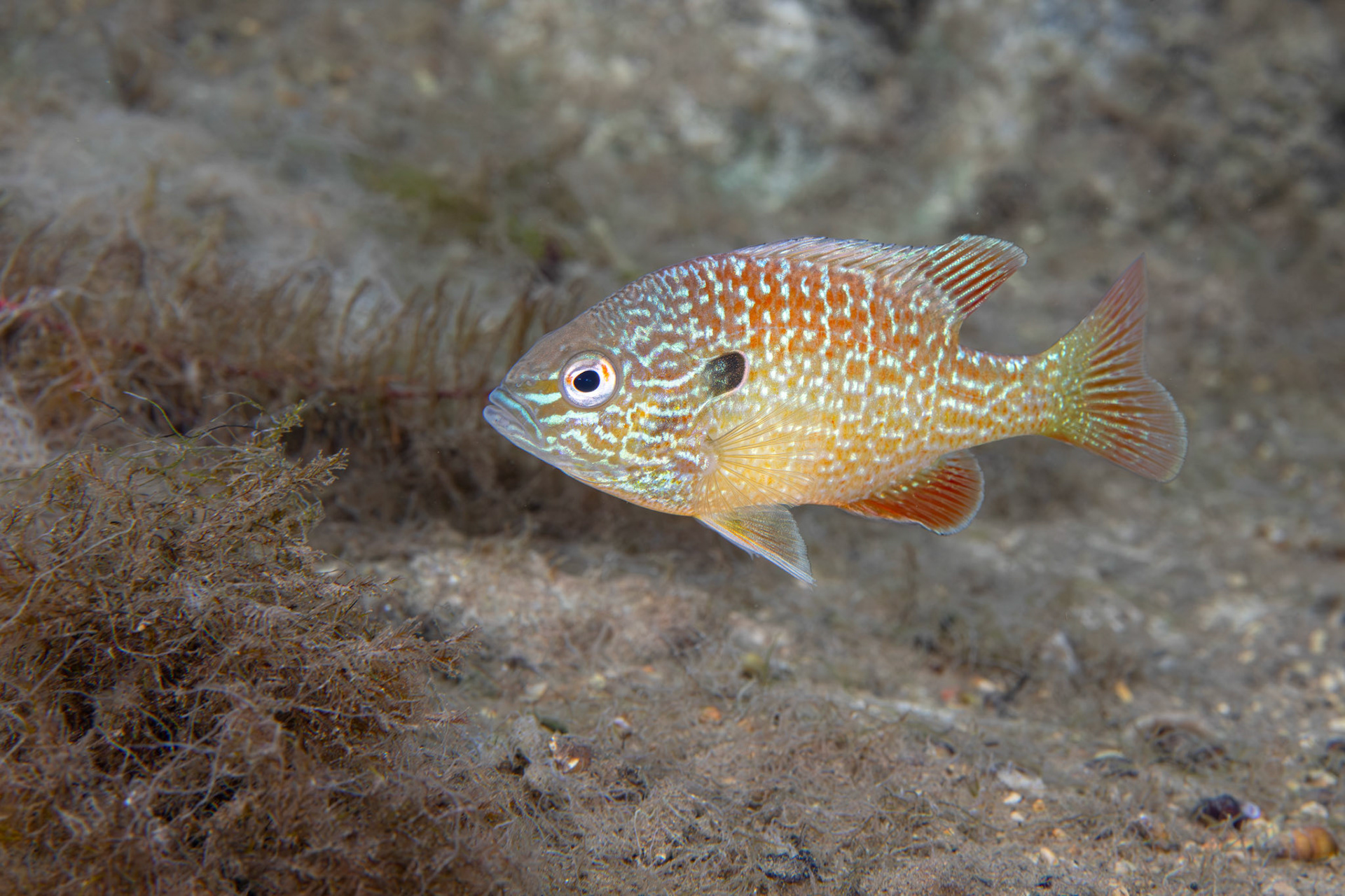 Dollar Sunfish