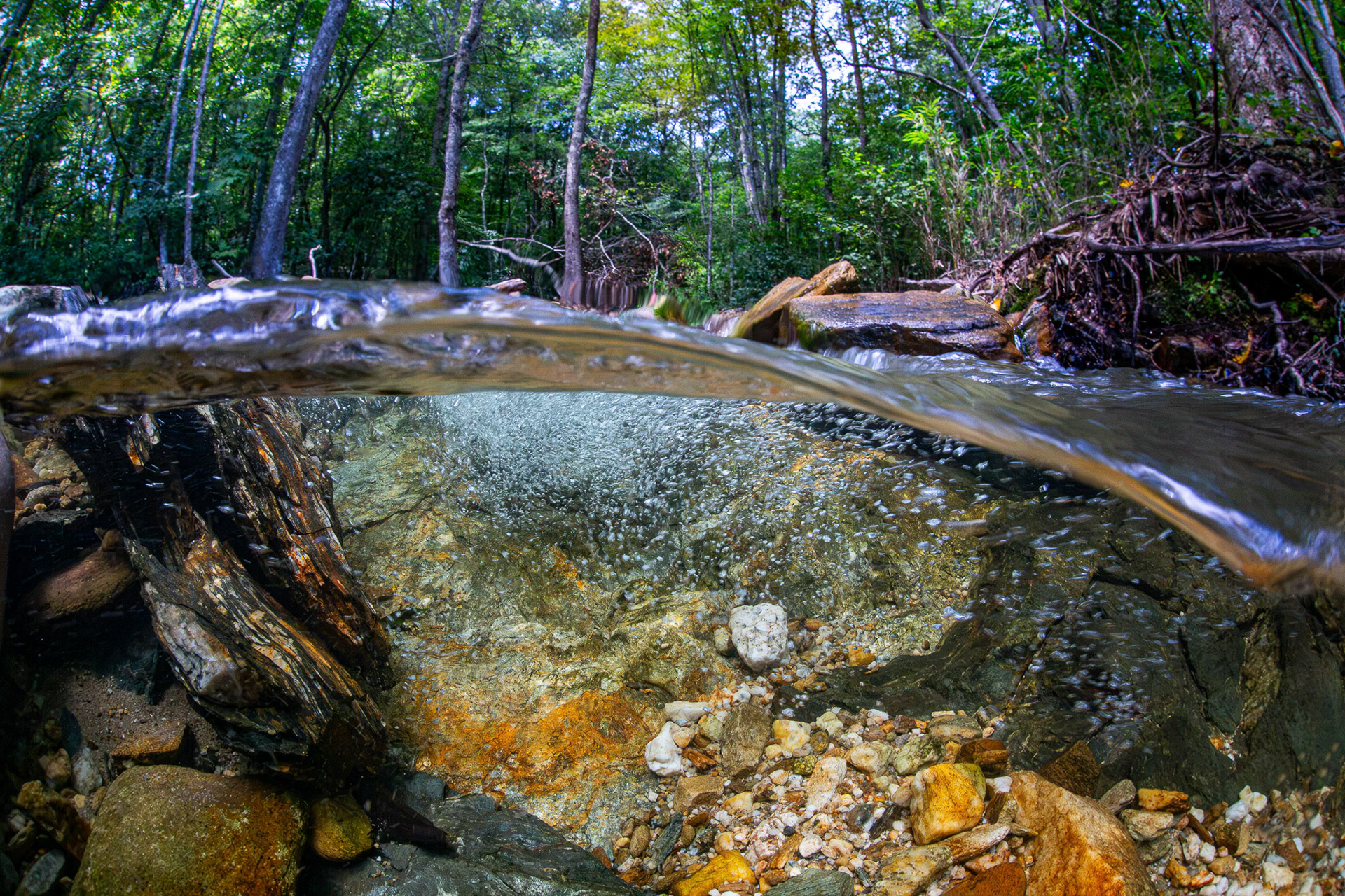 Spring Fed Creek