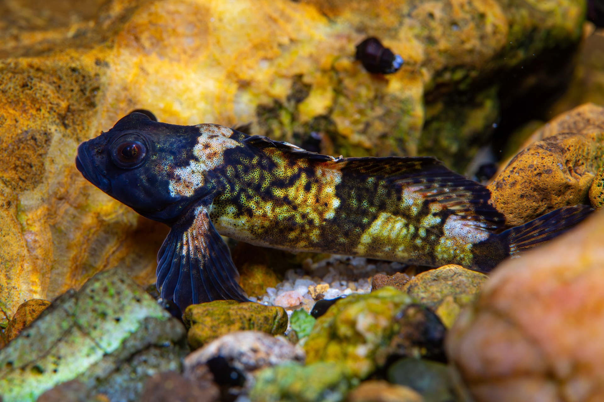 Pygmy Sculpin