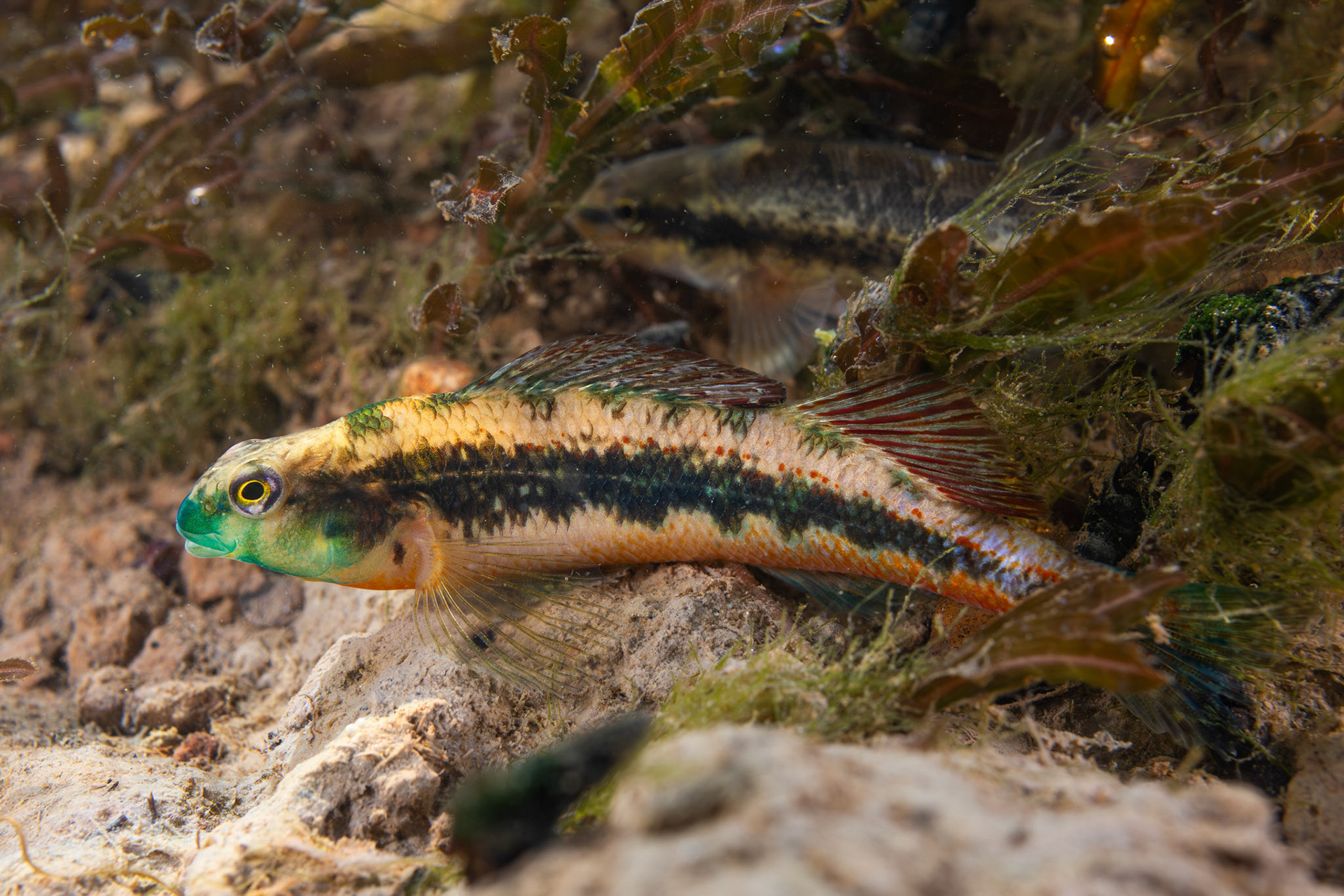 Blacksided Snubnose Darter