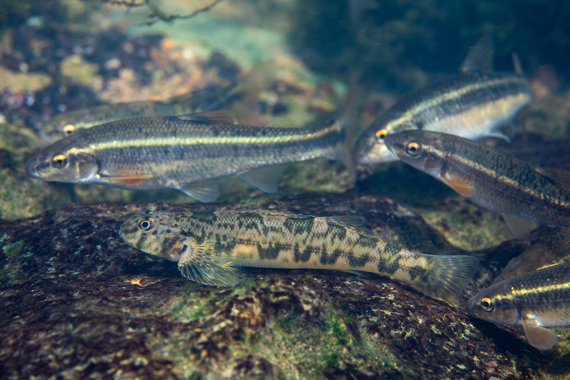 Greenside Darter and Largescale Stonerollers
