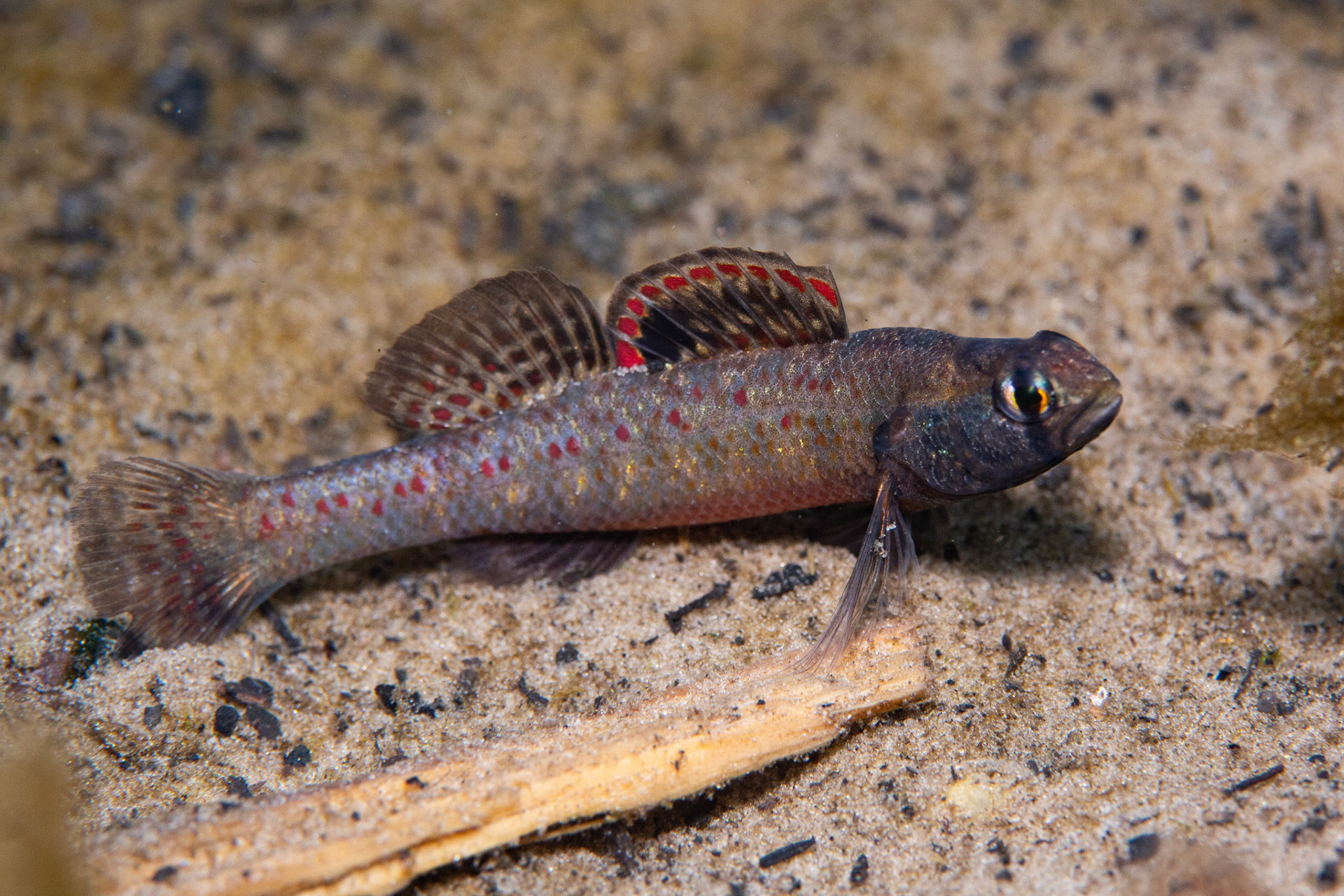 Brown Darter