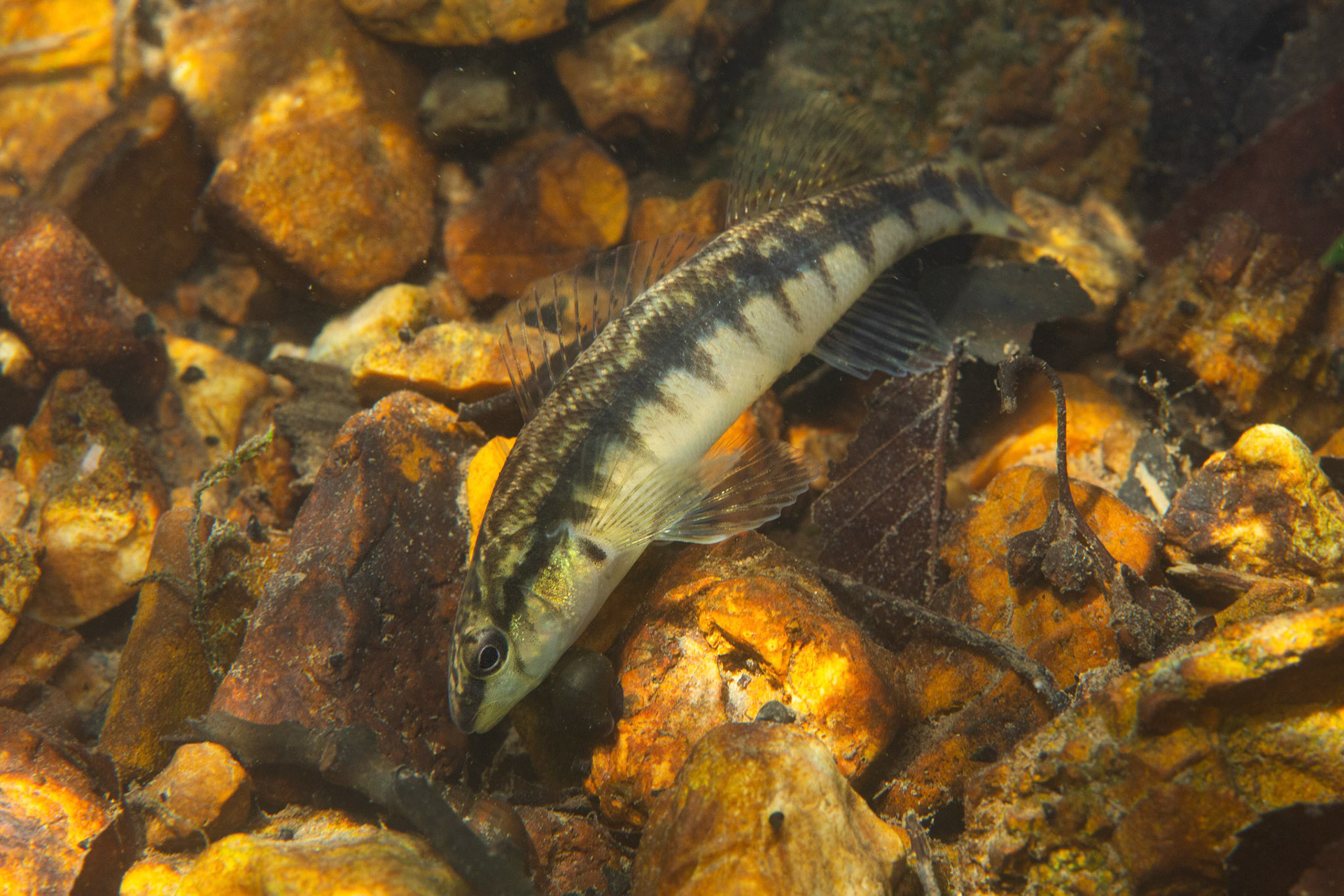 Blackbanded Darter (Percina nigrofasciata)