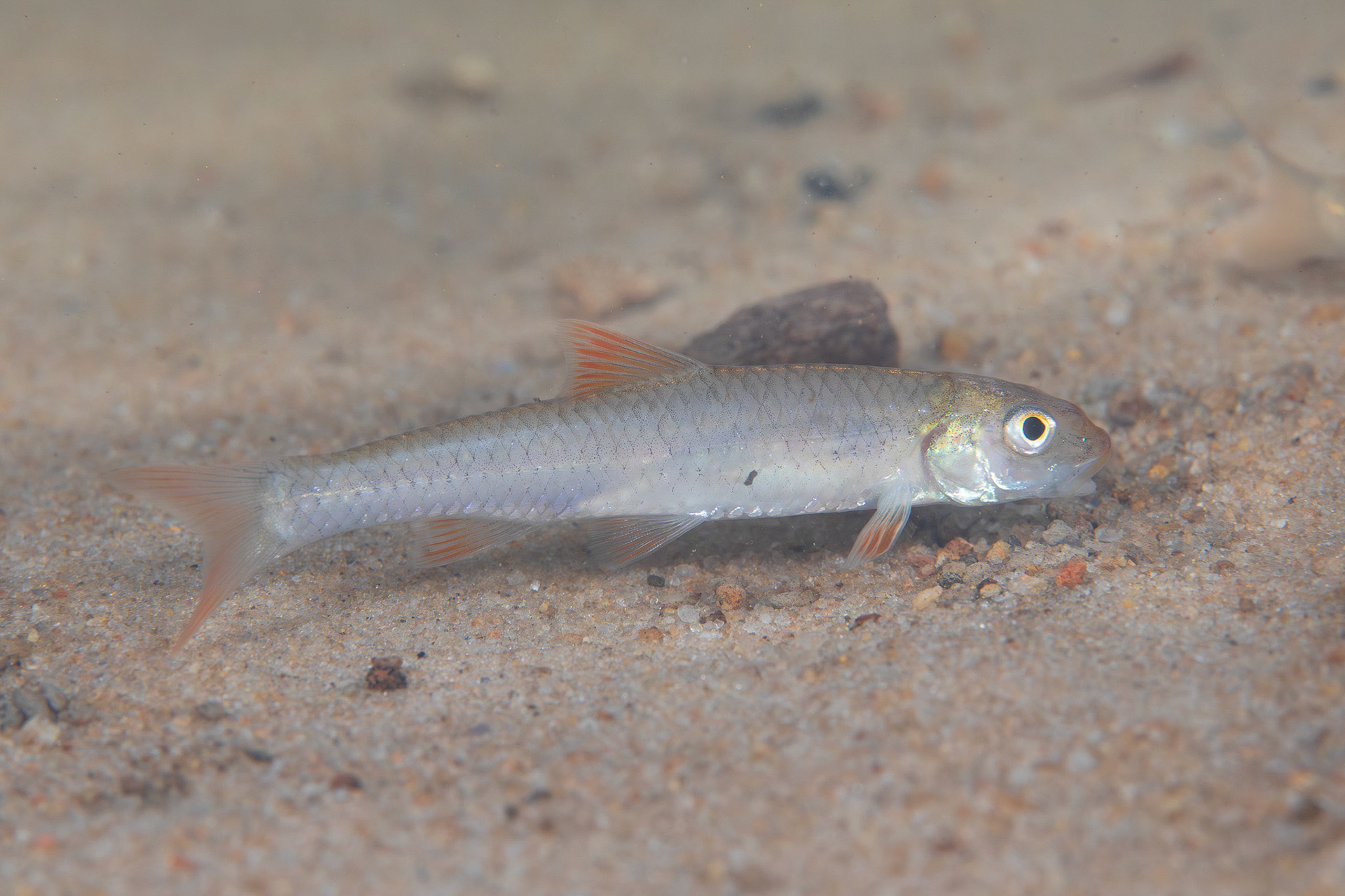 Longnose Shiner