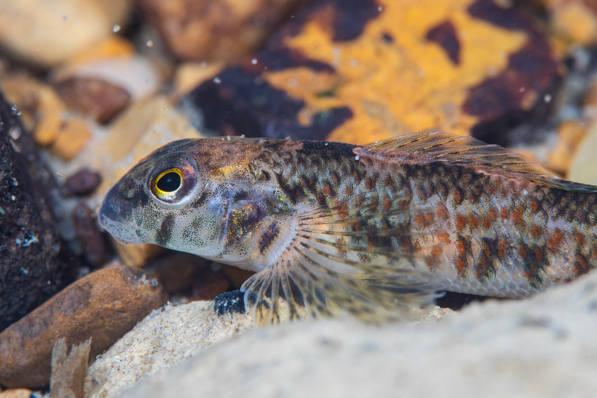 Rock Darter